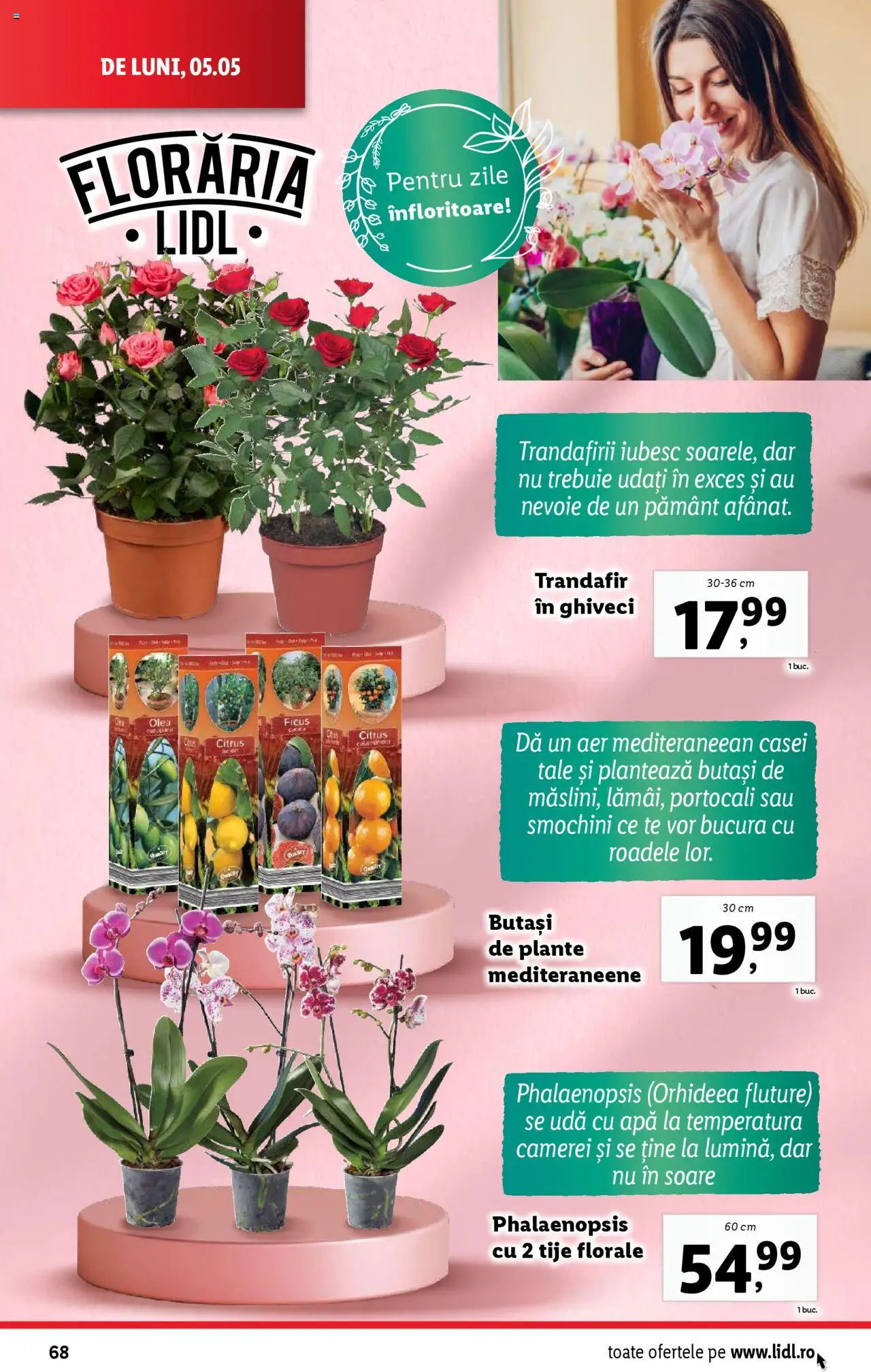 Catalog LIDL 5 - 11 Mai 2025 | Pagina 68 | Produse: Trandafir, Ghiveci, Apă