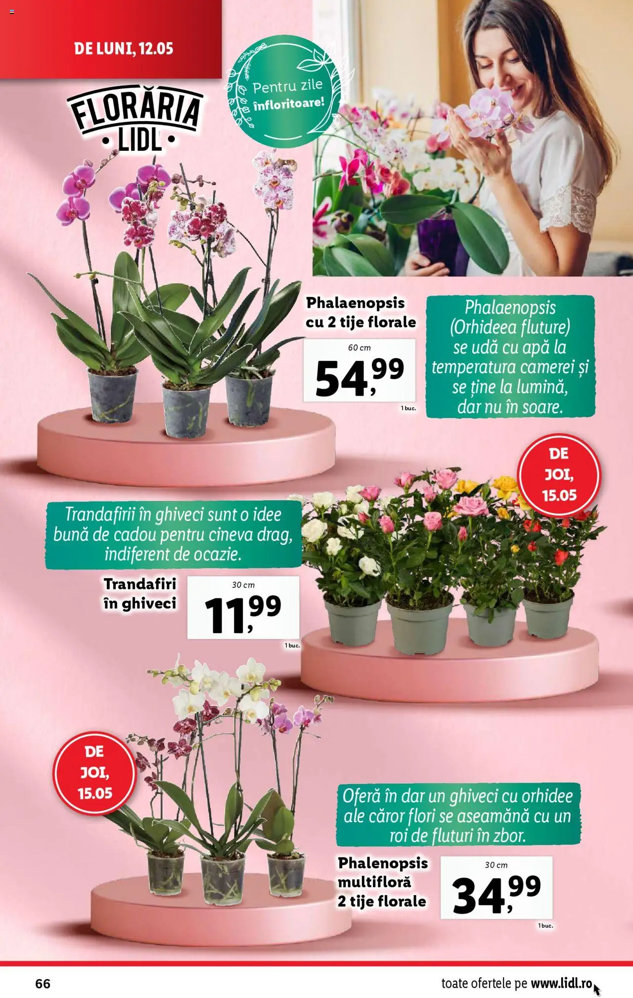 Catalog LIDL 12 - 18 Mai 2025 | Pagina 66 | Produse: Orhidee, Ghiveci, Apă