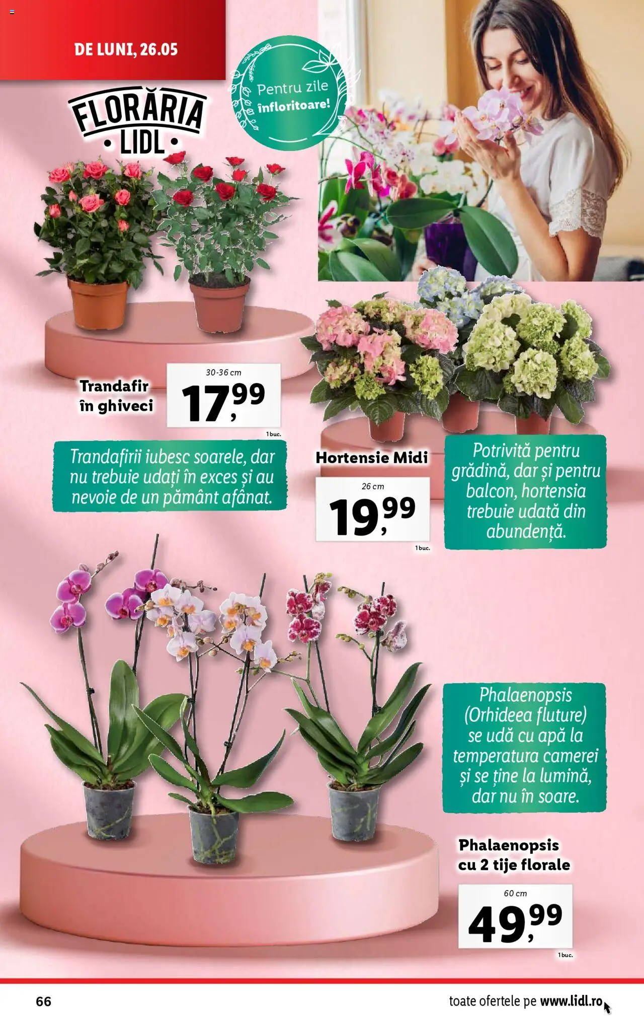 Catalog LIDL 26 Mai - 1 Iunie 2025 | Pagina 66 | Produse: Trandafir, Ghiveci, Apă