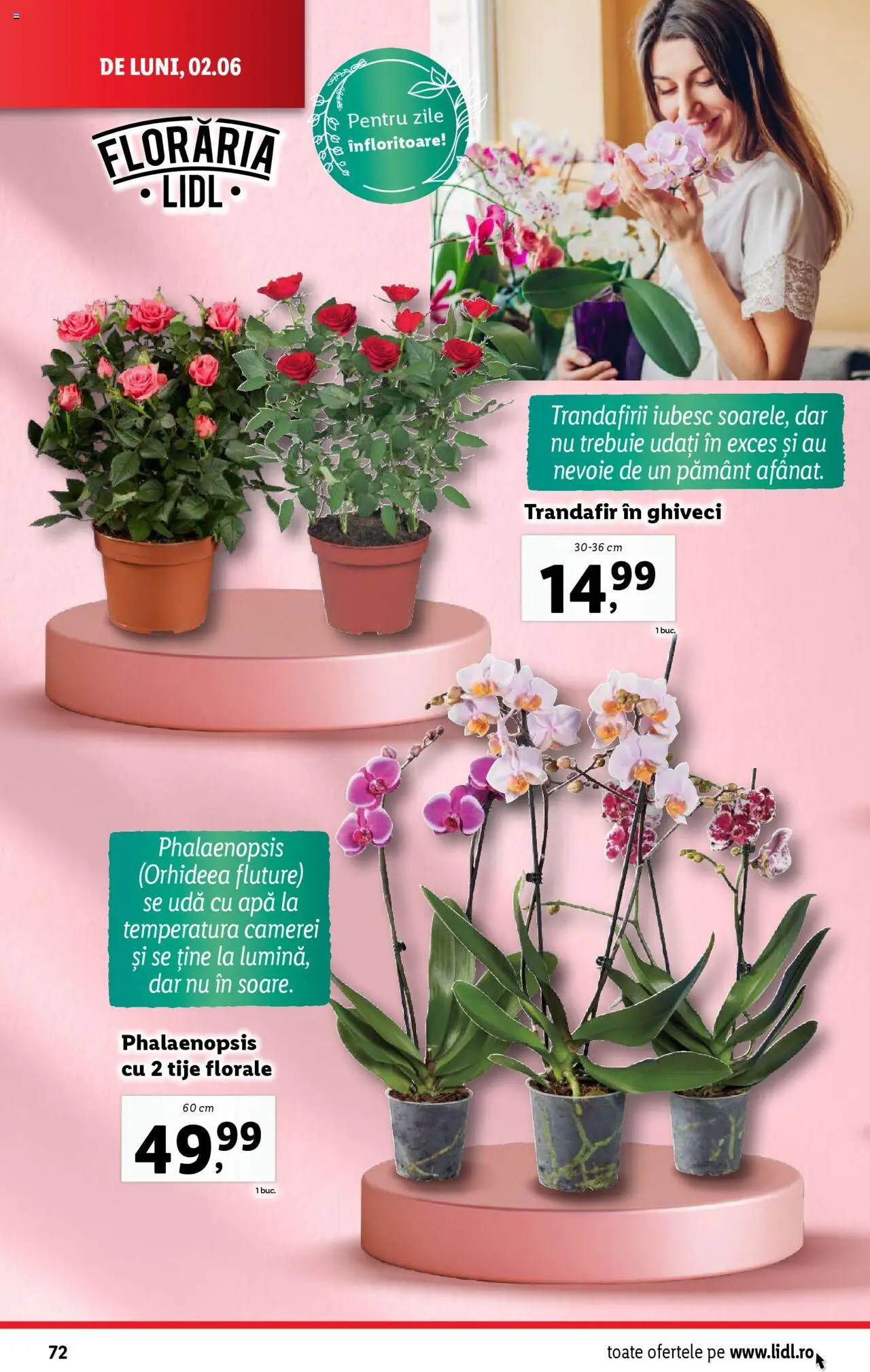 Catalog LIDL 2 - 8 Iunie 2025 | Pagina 72 | Produse: Trandafir, Ghiveci, Apă
