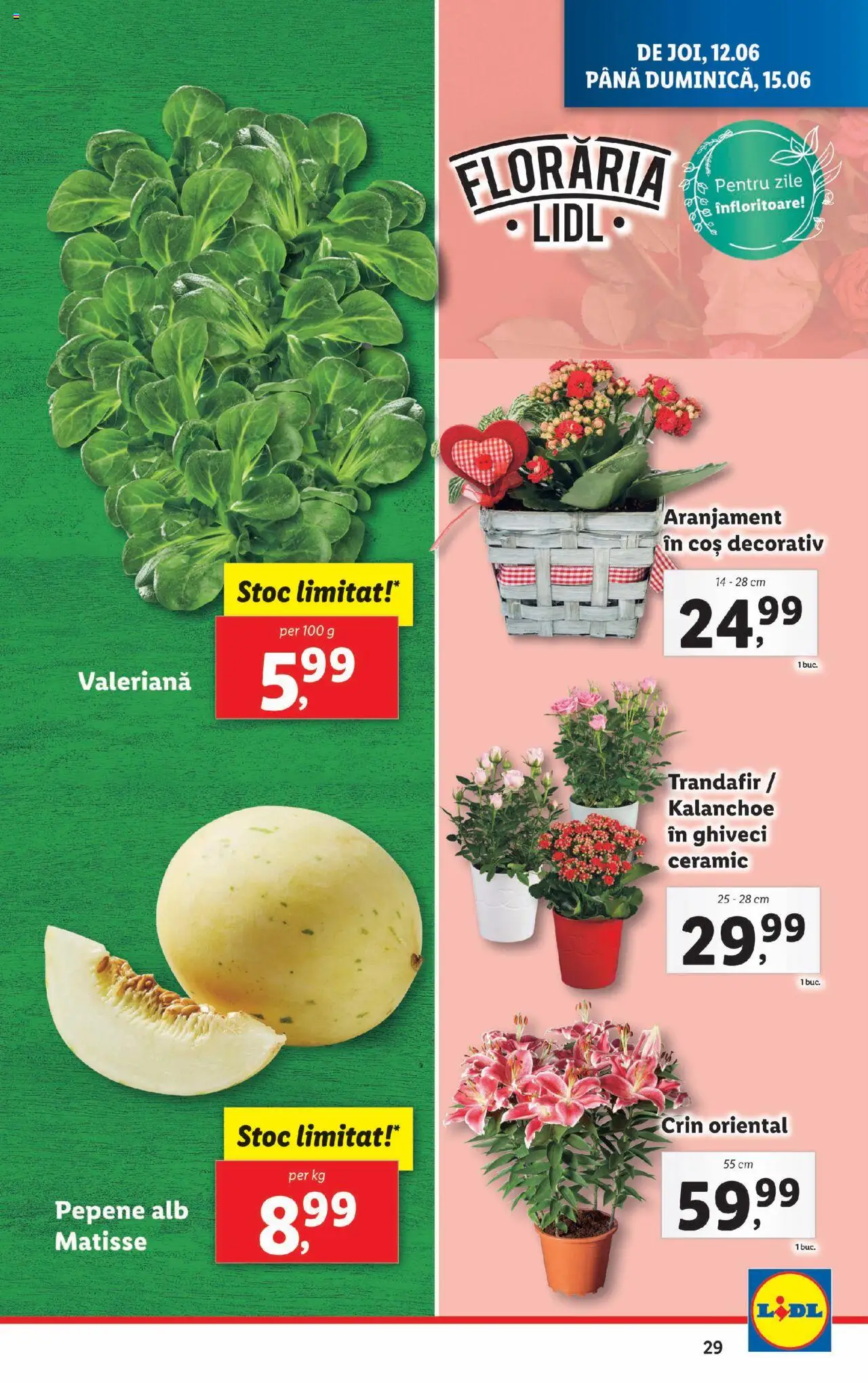 Catalog LIDL 9 - 14 Iunie 2025 | Pagina 29 | Produse: Trandafir, Coș, Ghiveci
