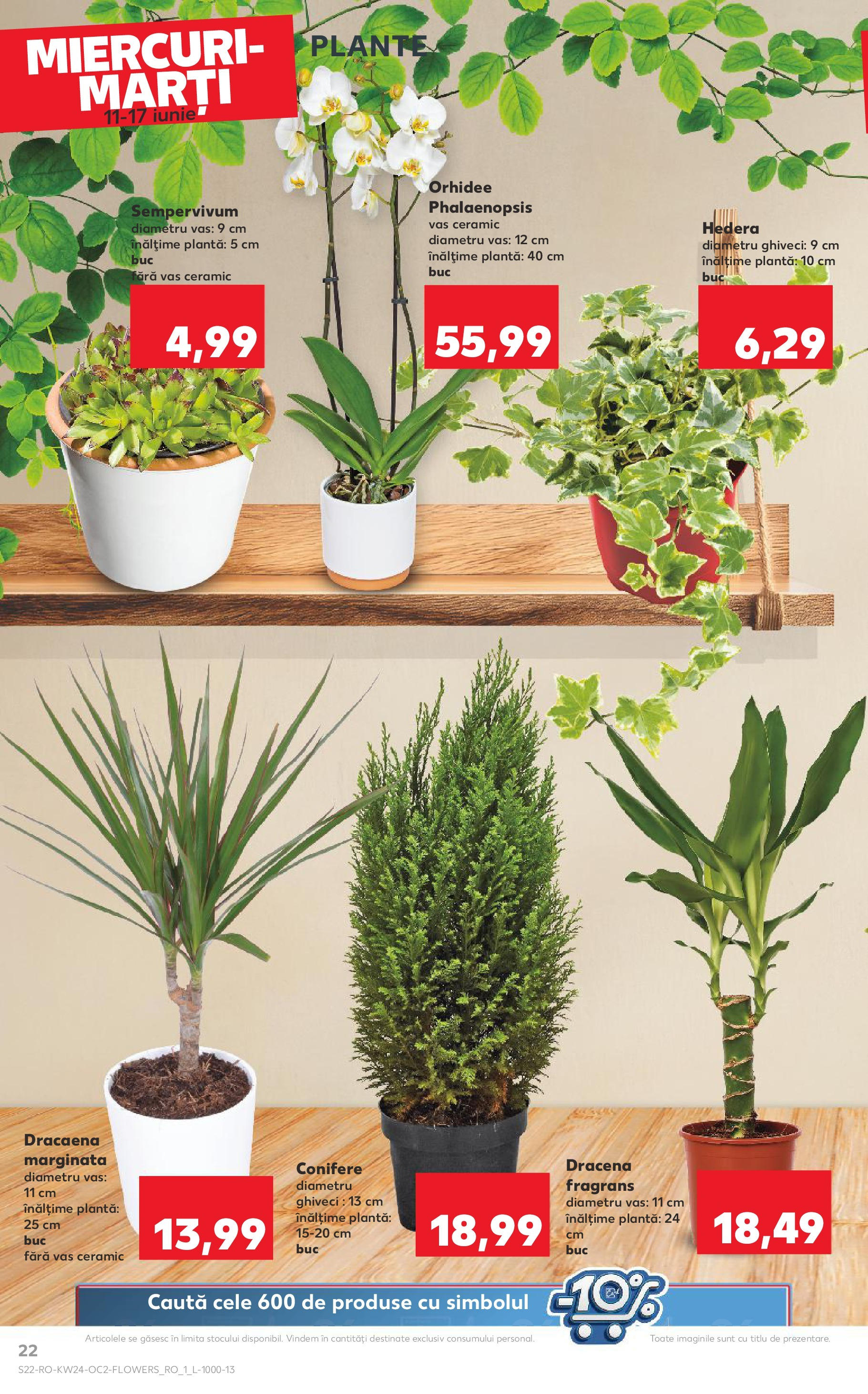 Catalog Kaufland 11 - 16 Iunie 2025 | Pagina 22 | Produse: Orhidee, Ghiveci