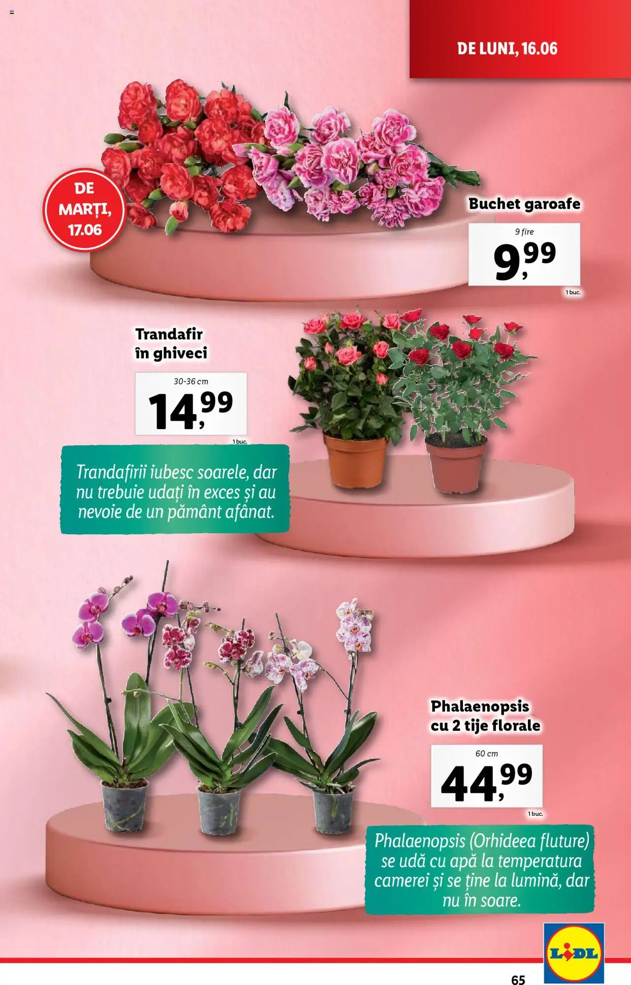 Catalog LIDL 16 - 21 Iunie 2025 | Pagina 65 | Produse: Trandafir, Ghiveci, Apă