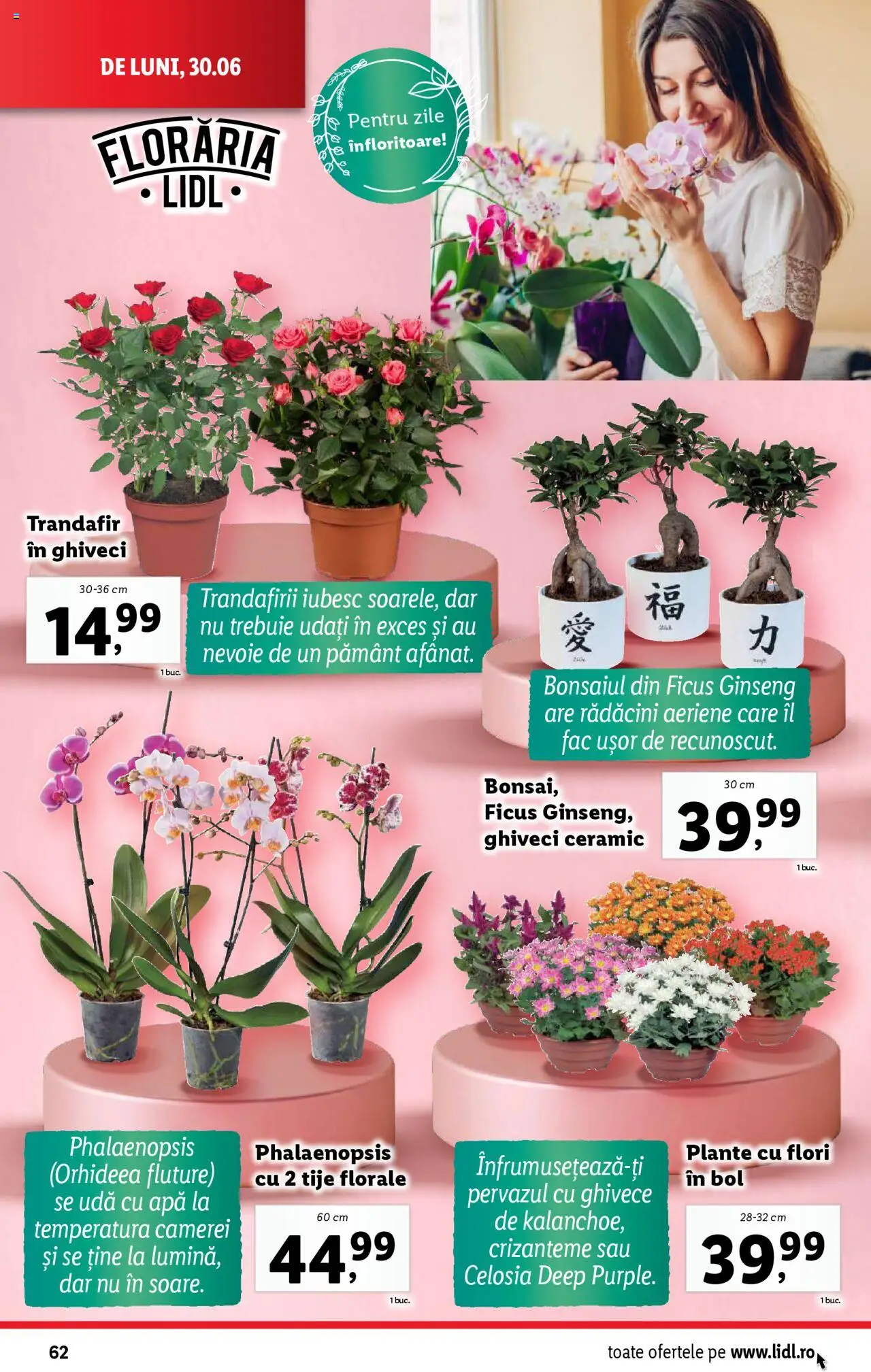 Catalog LIDL 30 Iunie - 5 Iulie 2025 | Pagina 62 | Produse: Trandafir, Bol, Ghiveci, Apă