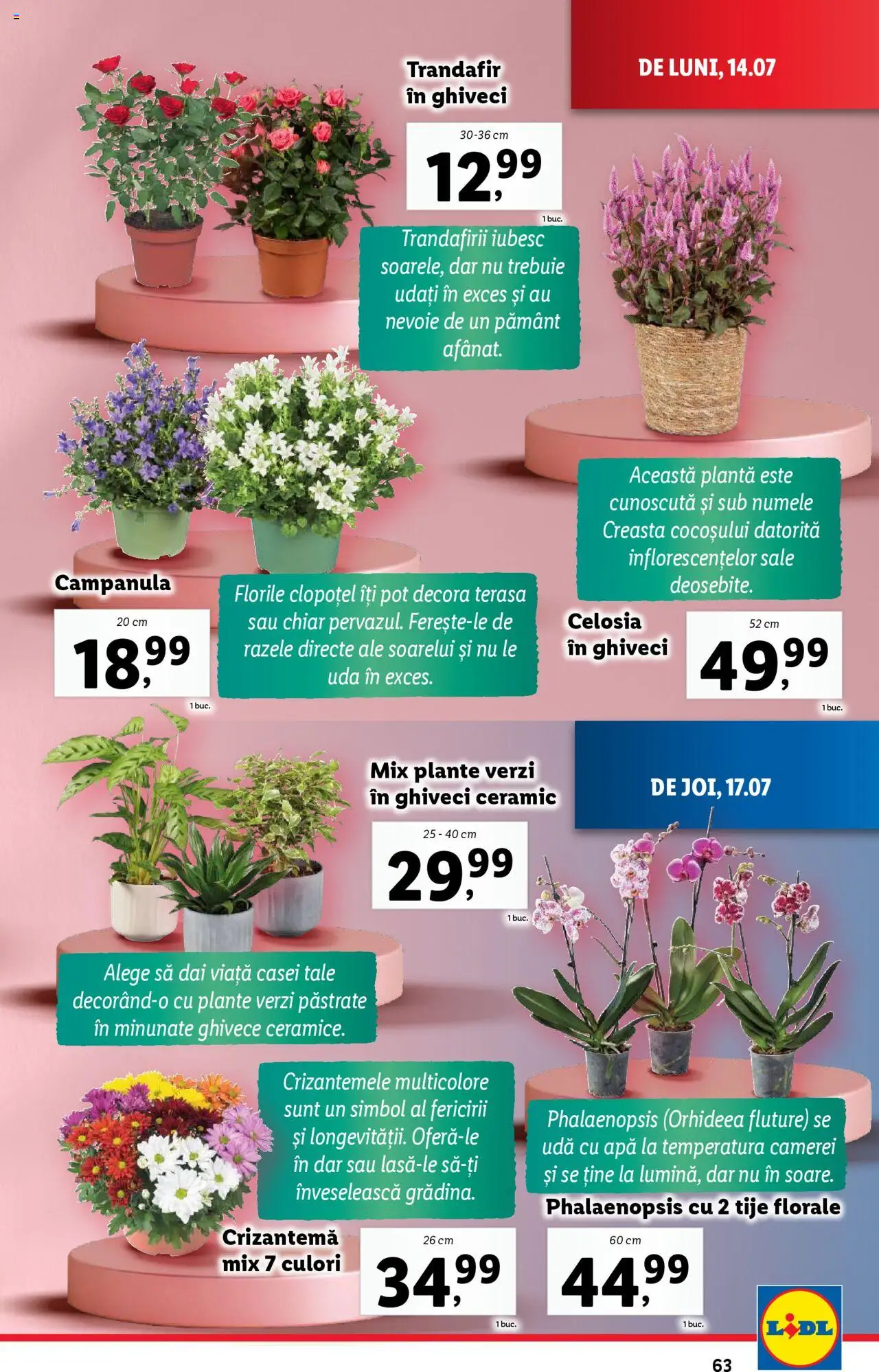 Catalog LIDL 14 - 19 Iulie 2025 | Pagina 63 | Produse: Trandafir, Ghiveci, Apă