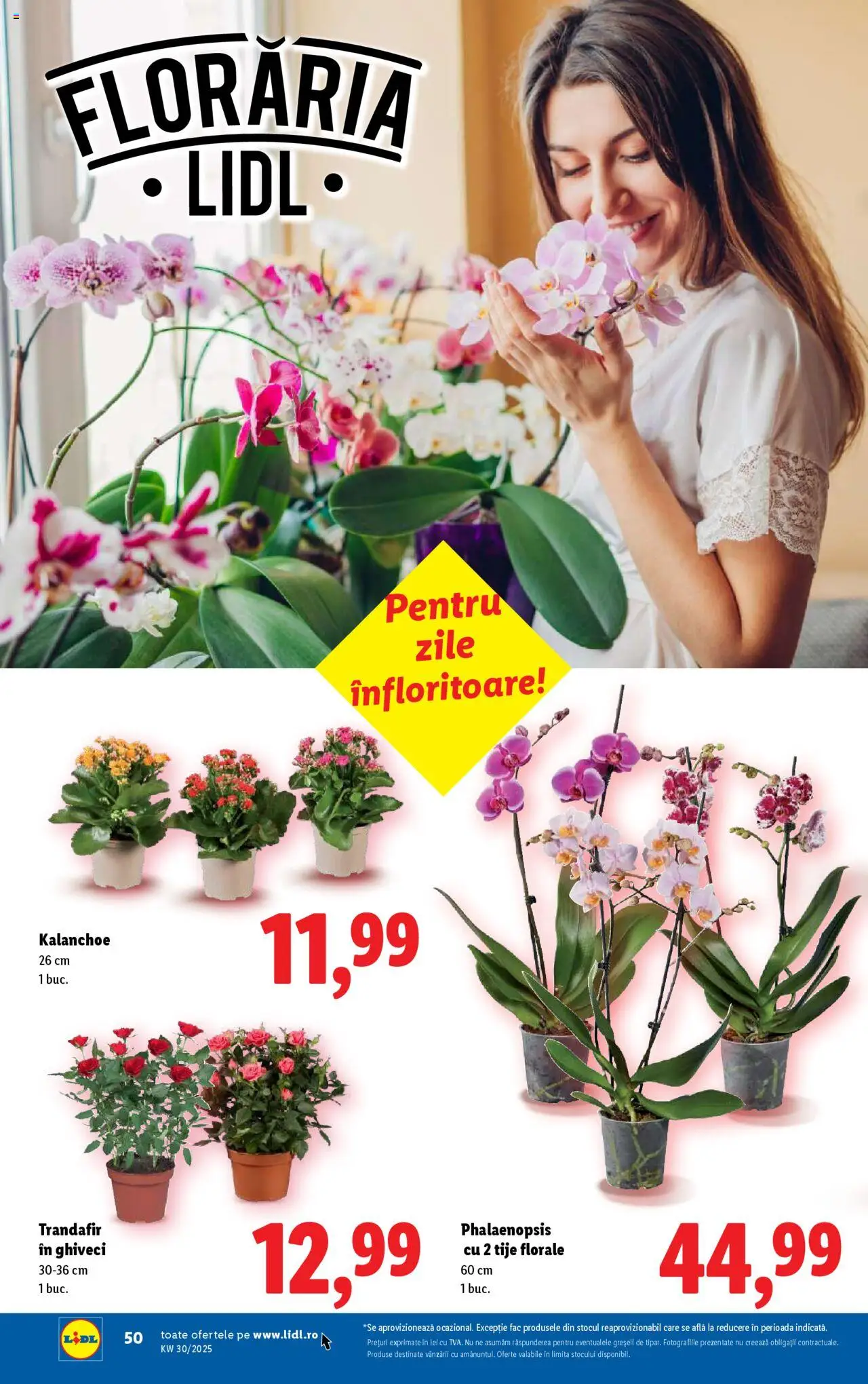 Catalog LIDL 21 - 26 Iulie 2025 | Pagina 50 | Produse: Trandafir, Ghiveci