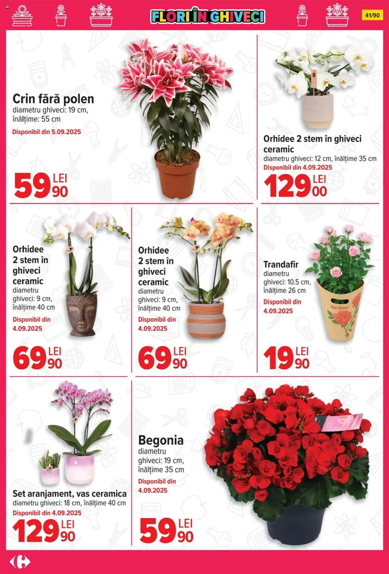 Catalog Carrefour 13 August - 15 Septembrie 2025 | Pagina 42 | Produse: Trandafir, Orhidee, Ghiveci