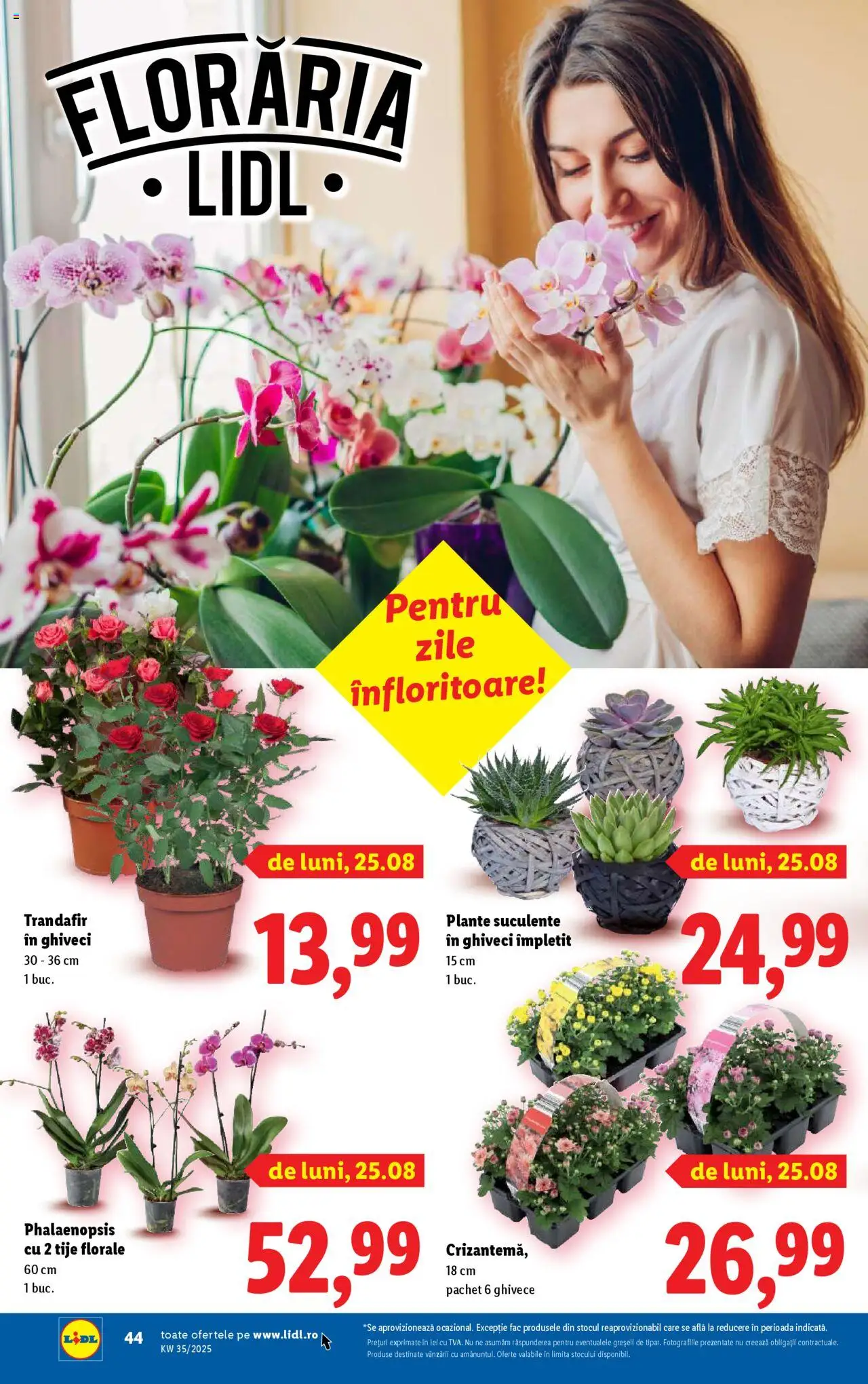 Catalog LIDL 25 - 30 August 2025 | Pagina 44 | Produse: Trandafir, Ghiveci