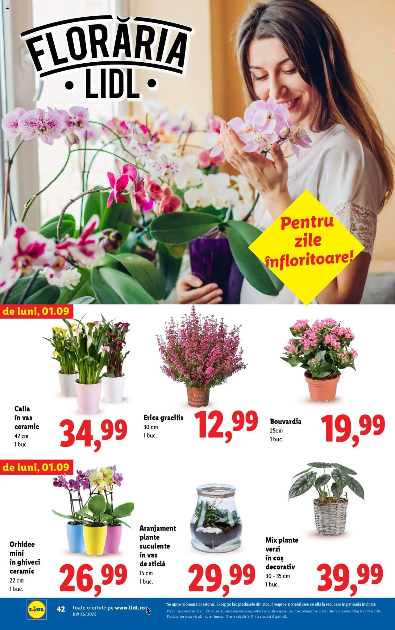 Catalog LIDL 1 - 6 Septembrie 2025 | Pagina 42 | Produse: Orhidee, Coș, Ghiveci