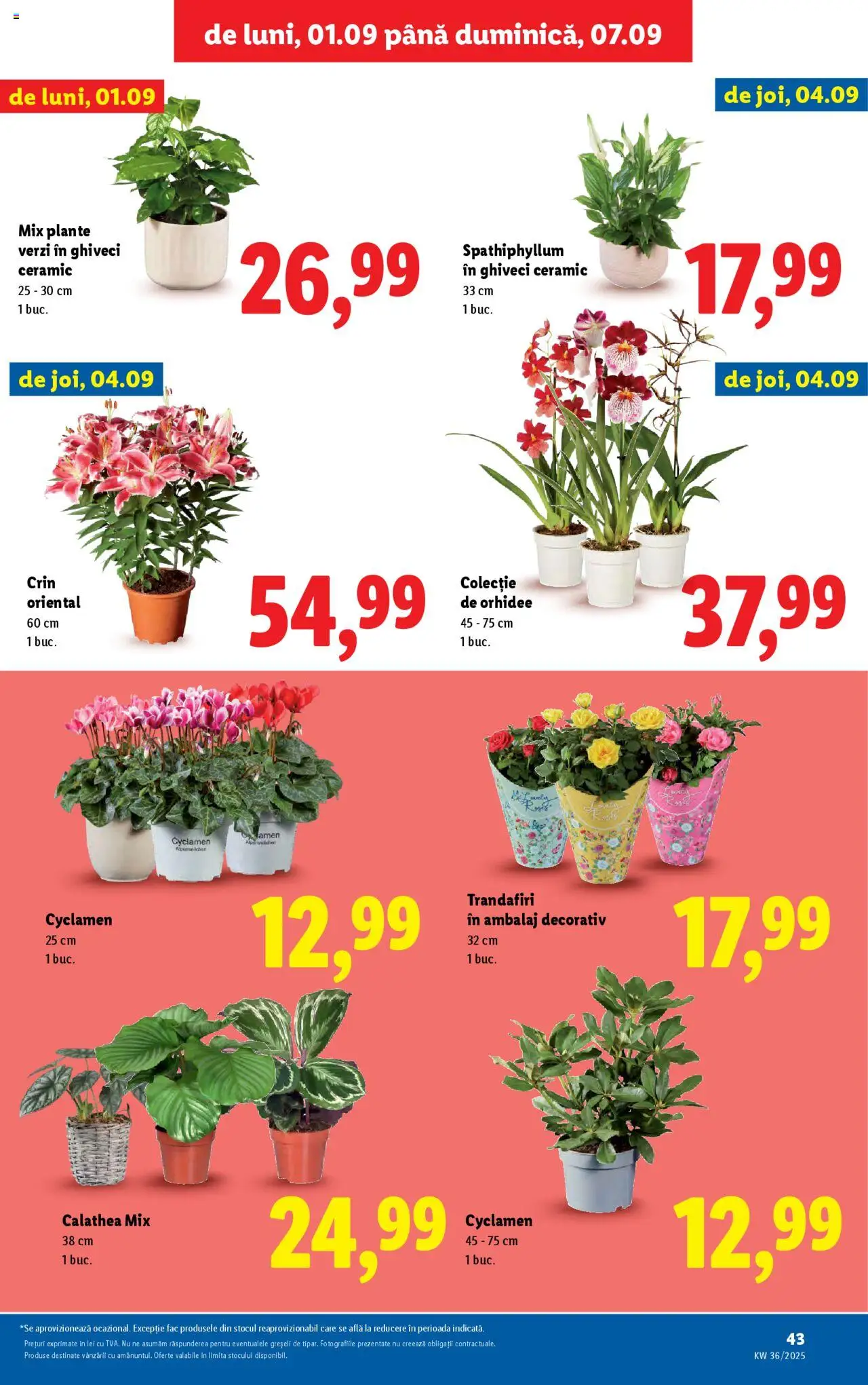 Catalog LIDL 1 - 6 Septembrie 2025 | Pagina 43 | Produse: Orhidee, Ghiveci