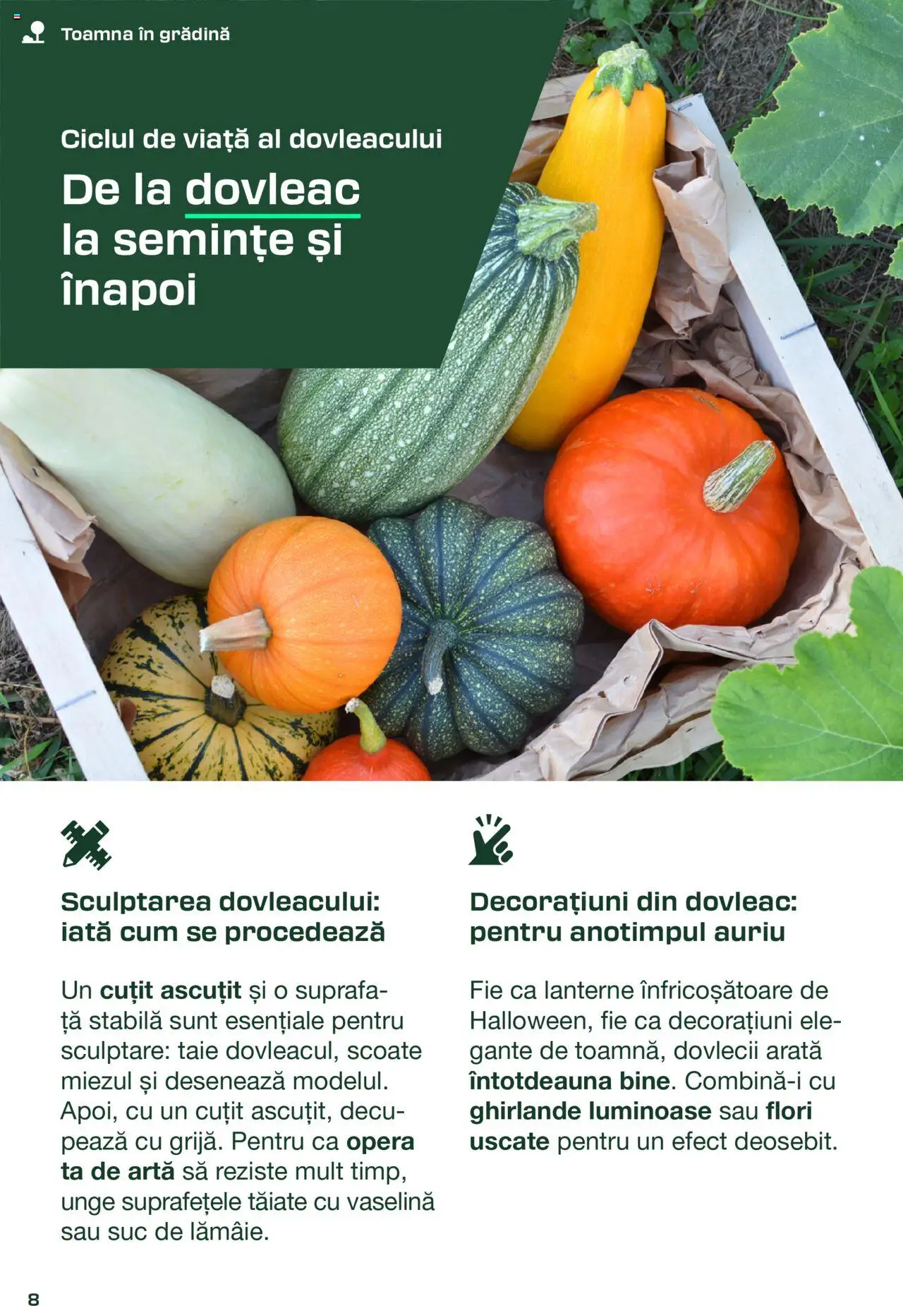 Catalog LIDL 30 August - 7 Octombrie 2025 | Pagina 8 | Produse: Dovleac, Cuțit, Semințe, Suc