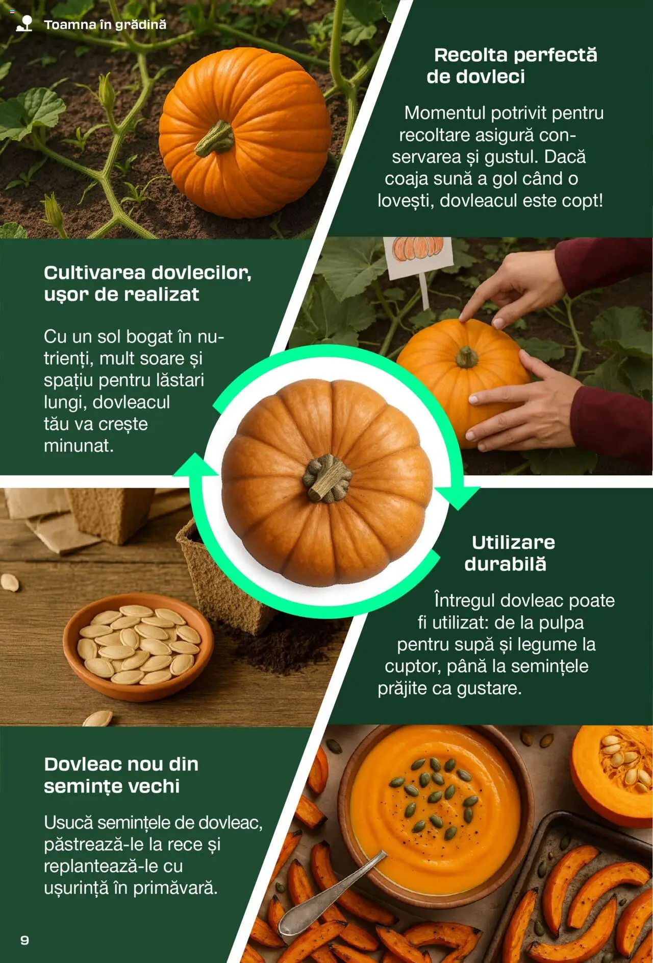 Catalog LIDL 30 August - 7 Octombrie 2025 | Pagina 9 | Produse: Dovleac, Semințe, Legume