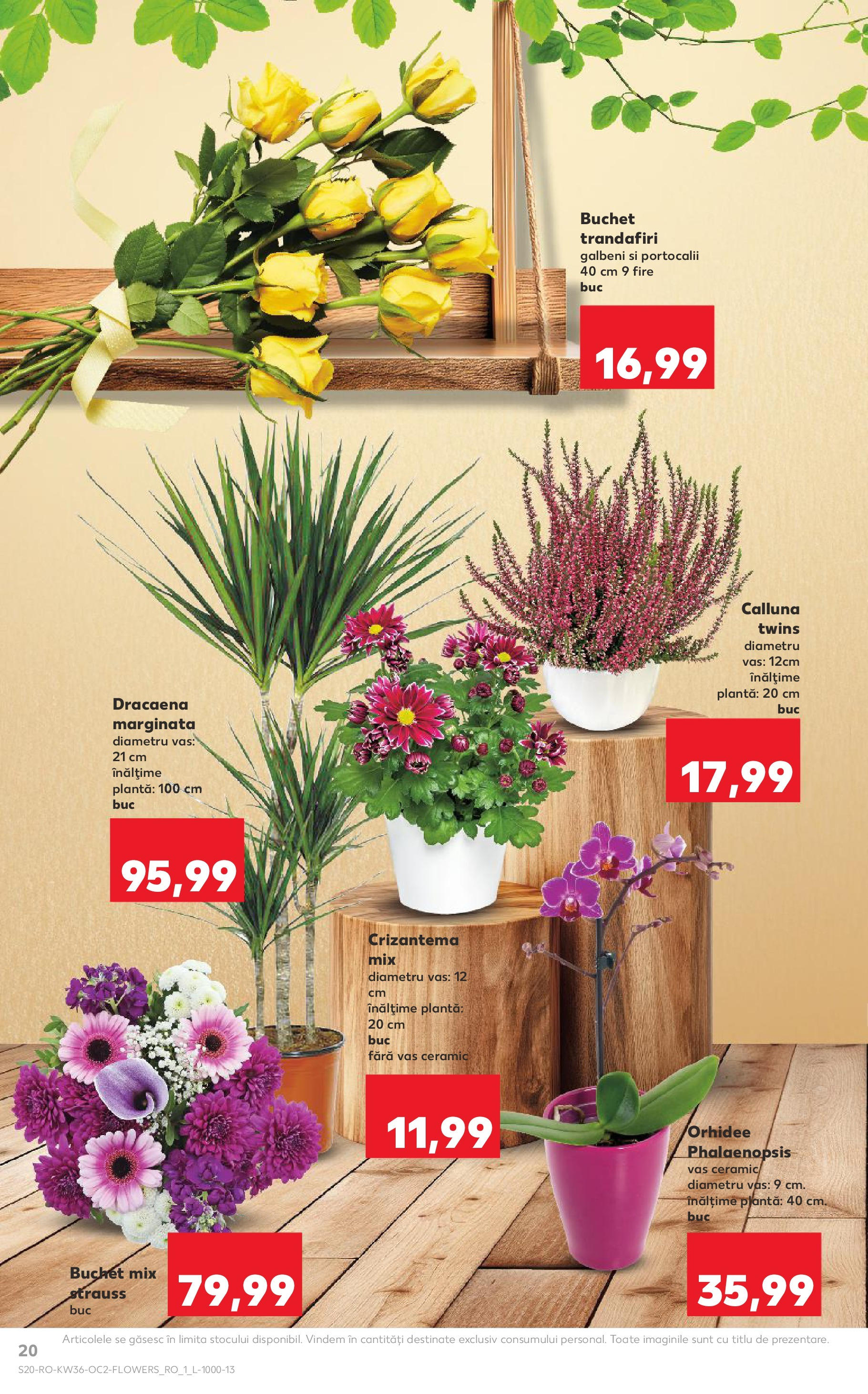 Catalog Kaufland 3 - 8 Septembrie 2025 | Pagina 20 | Produse: Orhidee