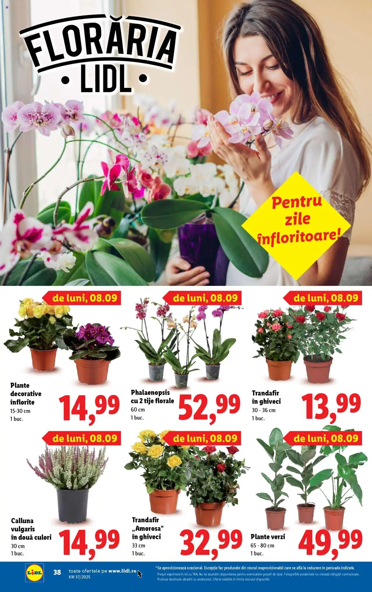 Catalog LIDL 8 - 13 Septembrie 2025 | Pagina 38 | Produse: Trandafir, Ghiveci