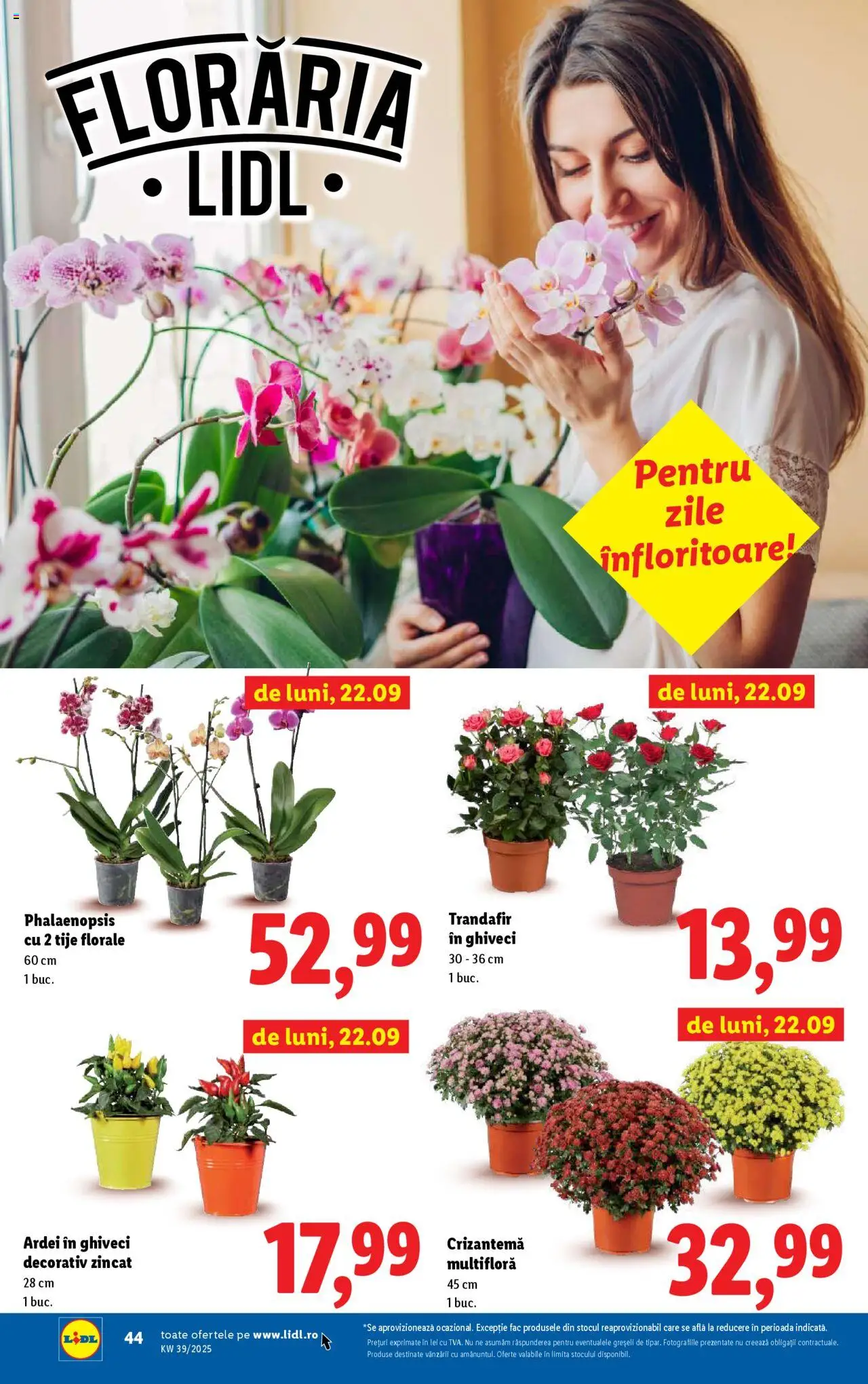 Catalog LIDL 22 - 27 Septembrie 2025 | Pagina 44 | Produse: Trandafir, Ghiveci, Ardei