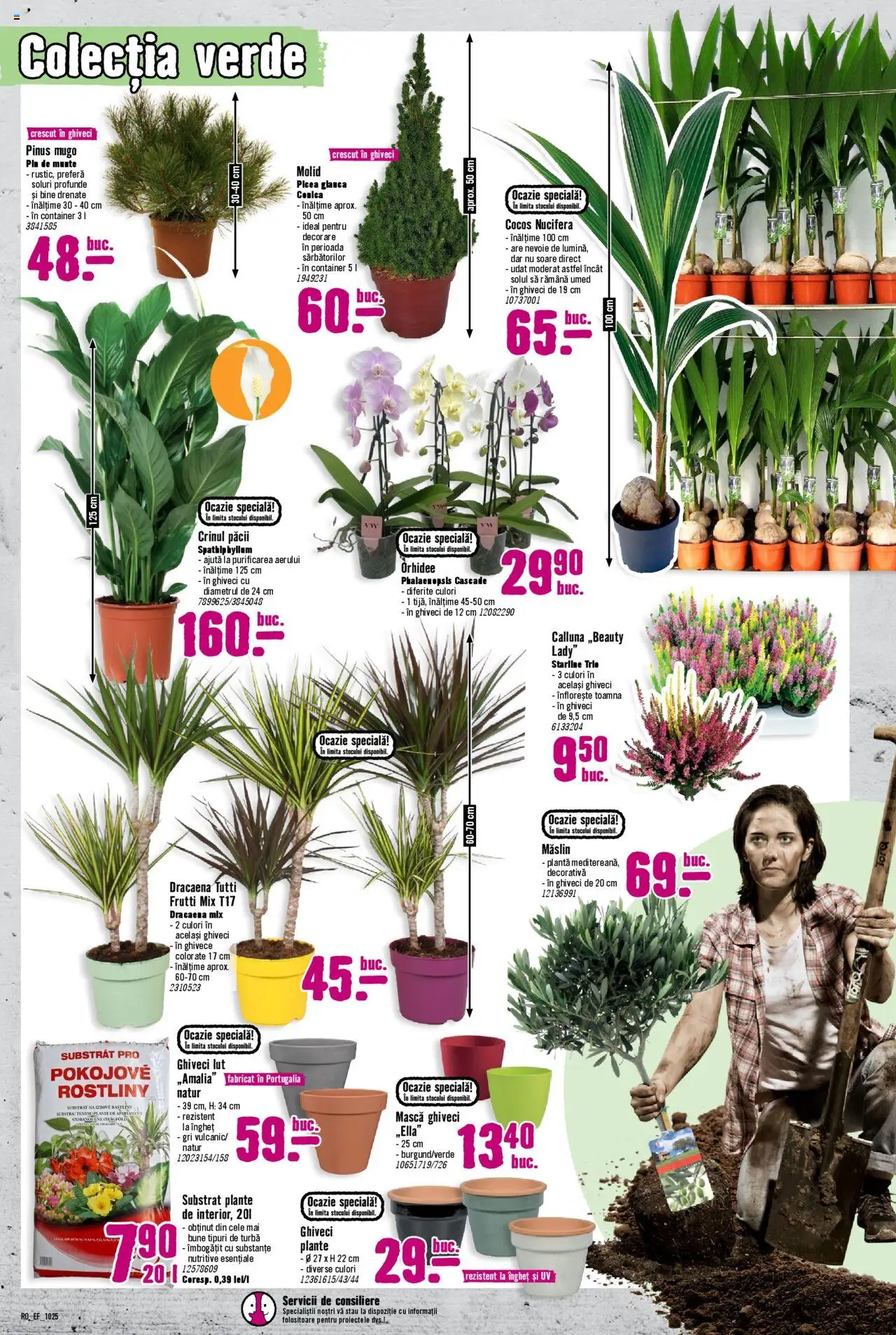 Catalog Hornbach 1 - 30 Octombrie 2025 | Pagina 5 | Produse: Orhidee, Ghiveci
