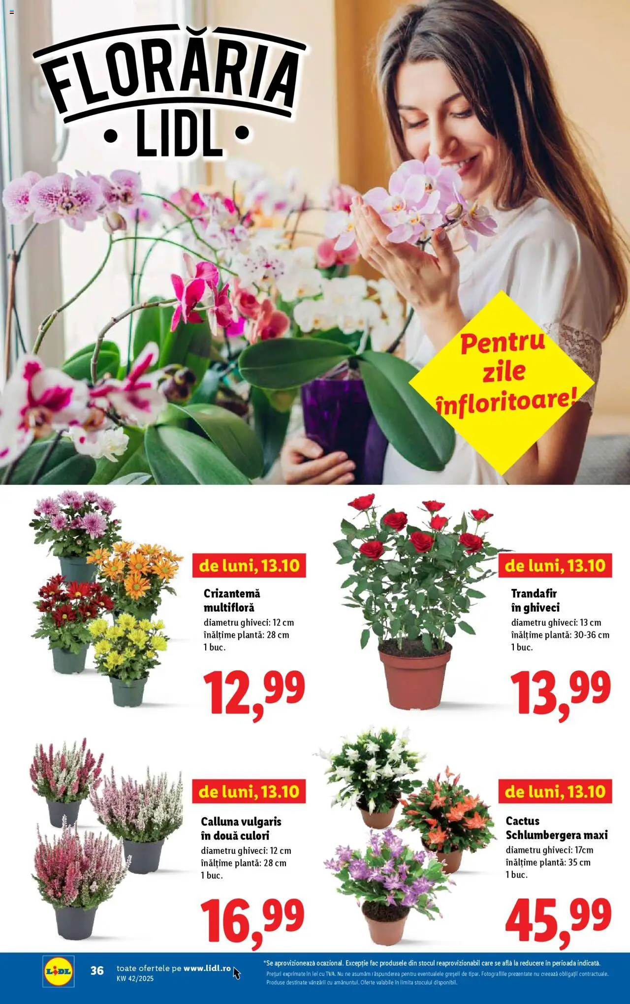 Catalog LIDL 13 - 18 Octombrie 2025 | Pagina 36 | Produse: Trandafir, Ghiveci