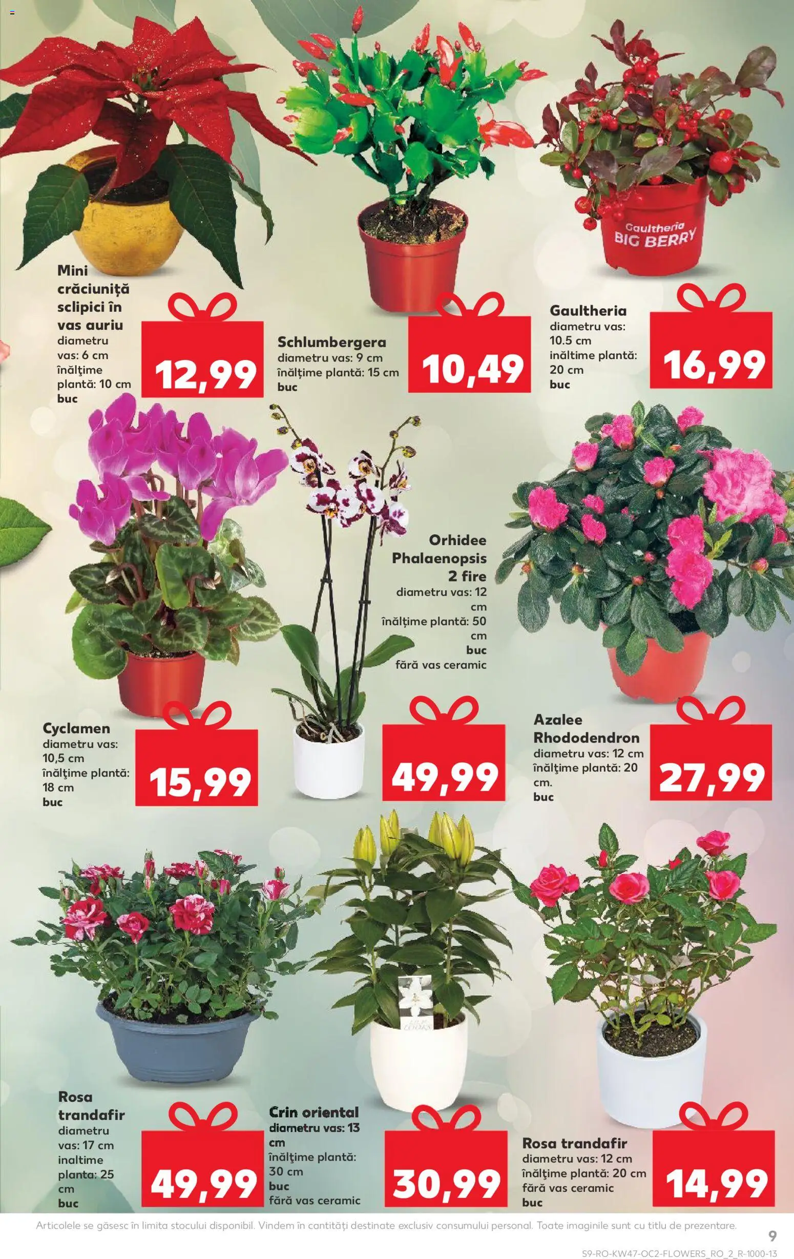 Catalog Kaufland 19 - 24 Noiembrie 2025 | Pagina 9 | Produse: Trandafir, Orhidee