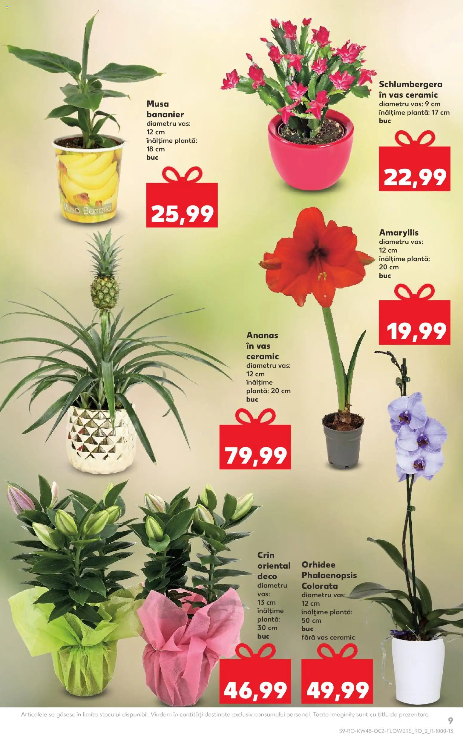 Catalog Kaufland 26 Noiembrie - 1 Decembrie 2025 | Pagina 9 | Produse: Orhidee, Ananas, Ușă