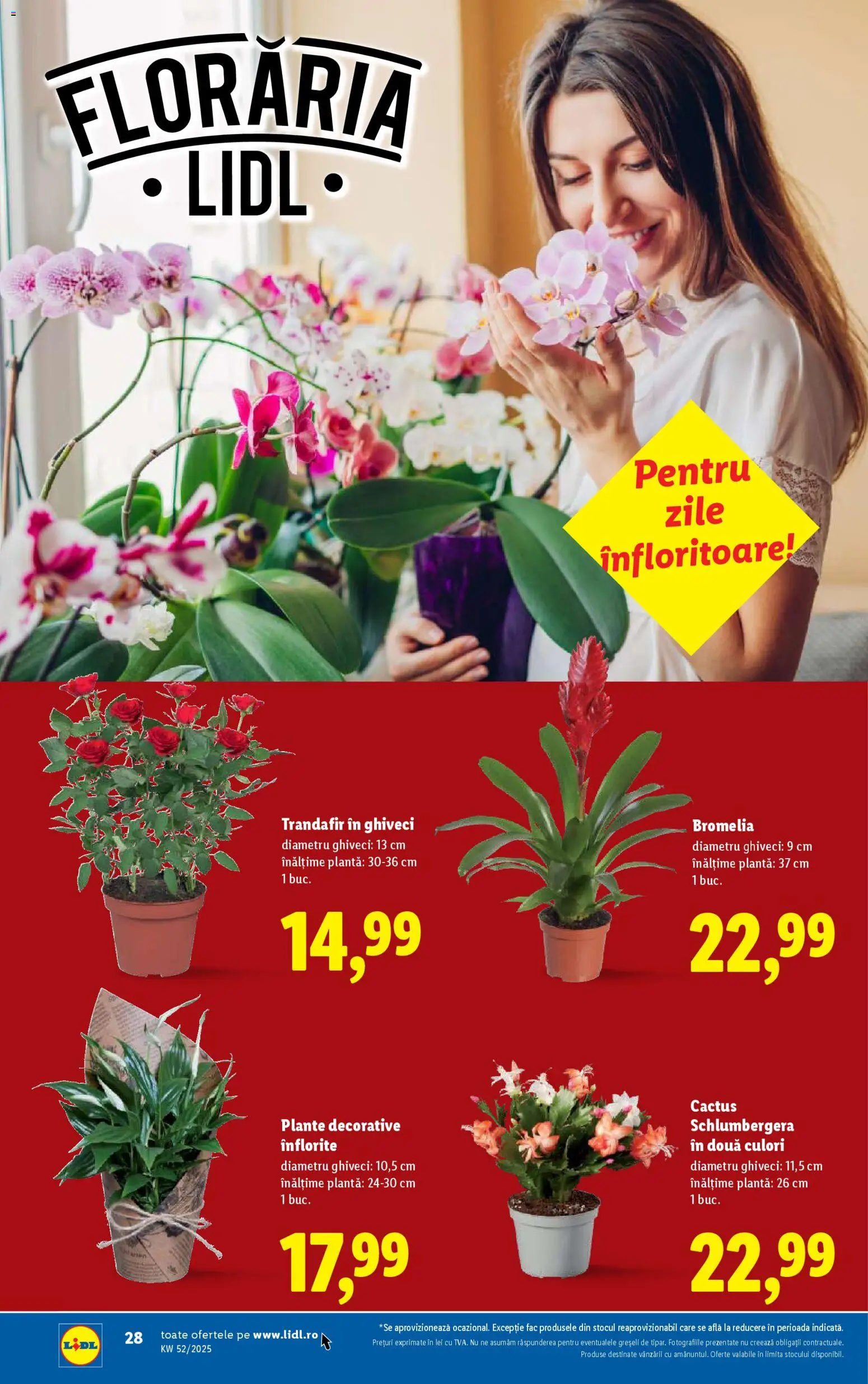 Catalog LIDL 22 - 23 Decembrie 2025 | Pagina 28 | Produse: Trandafir, Bromelia, Ghiveci