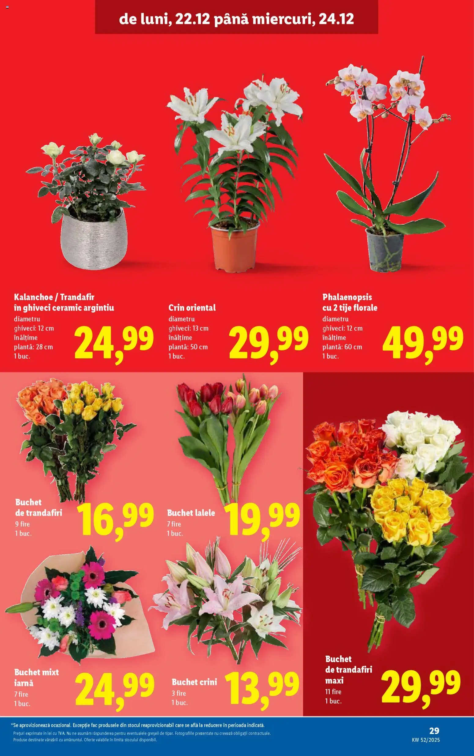 Catalog LIDL 22 - 23 Decembrie 2025 | Pagina 29 | Produse: Trandafir, Ghiveci