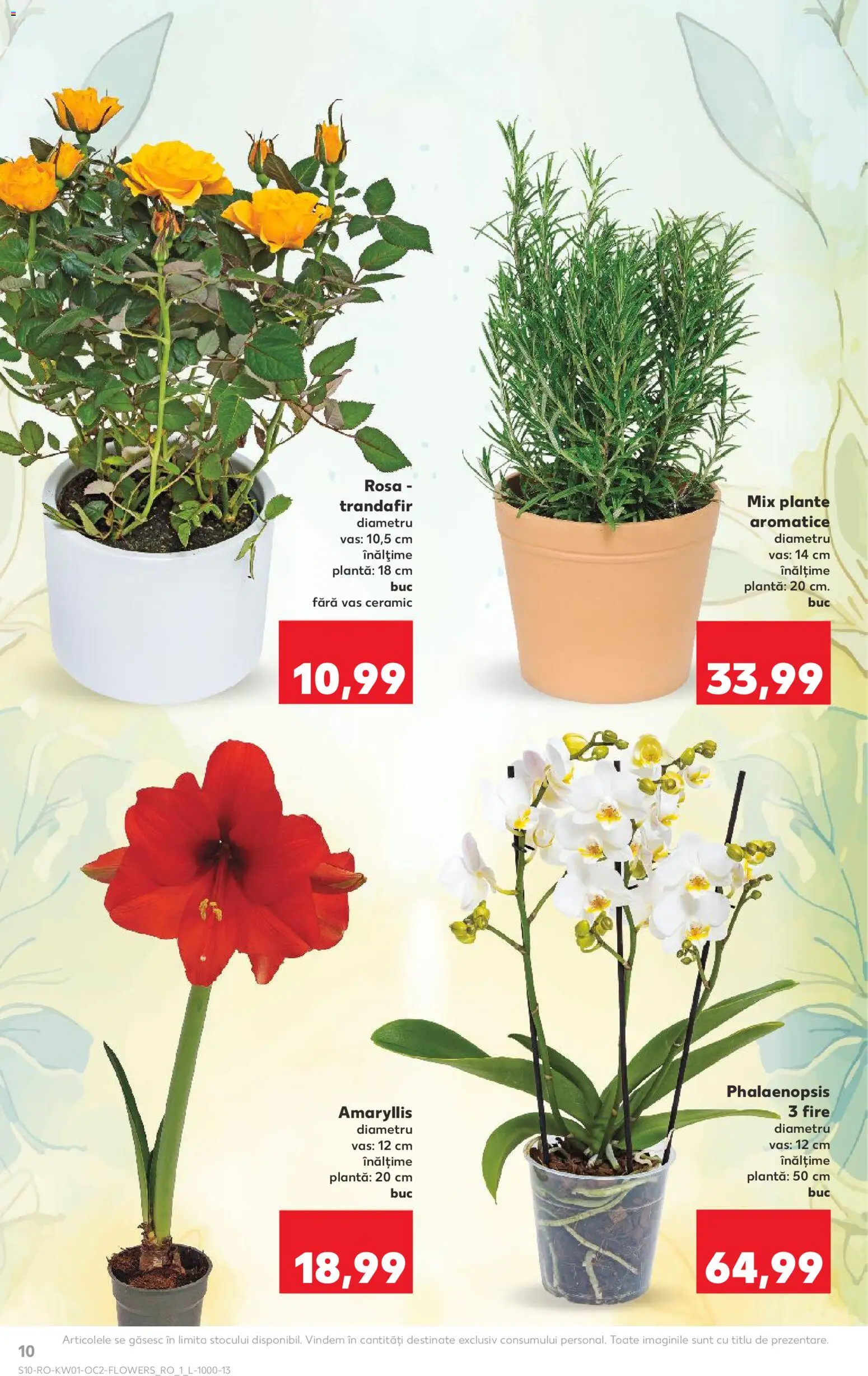 Catalog Kaufland 31 Decembrie 2025 - 5 Ianuarie 2026 | Pagina 10 | Produse: Trandafir, Demirhindi