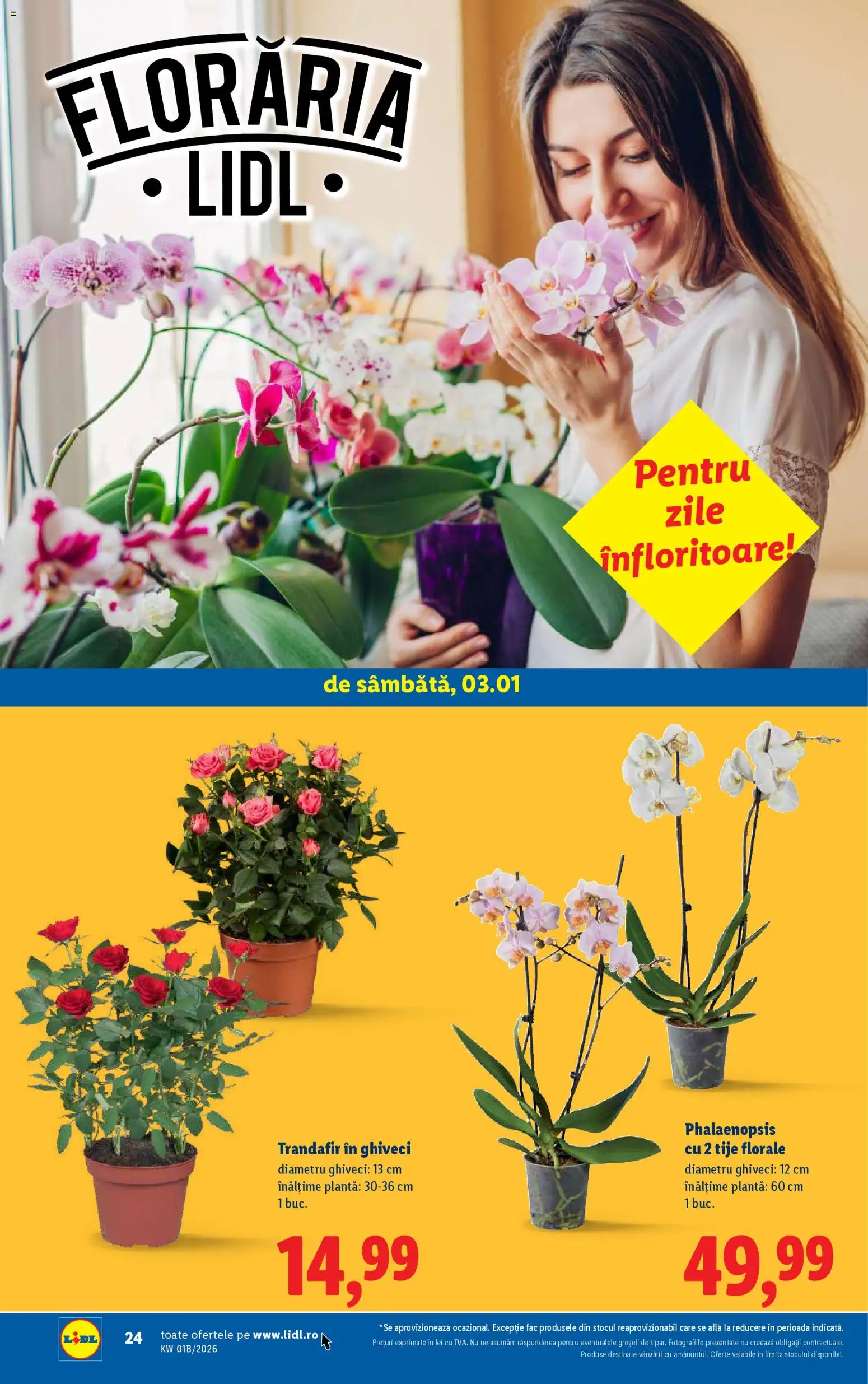 Catalog LIDL 2 - 3 Ianuarie 2026 | Pagina 24 | Produse: Trandafir, Ghiveci