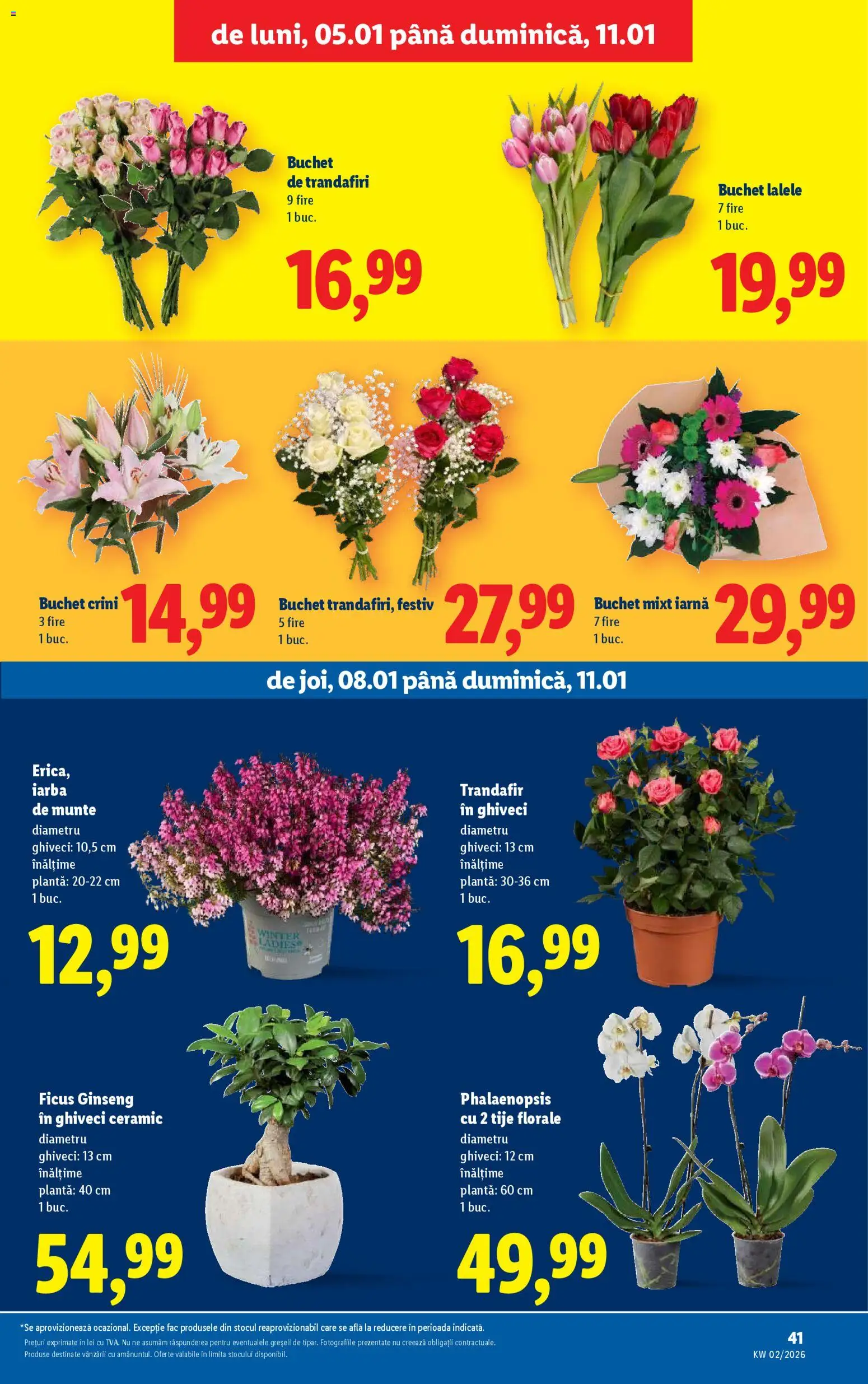 Catalog LIDL 5 - 10 Ianuarie 2026 | Pagina 41 | Produse: Trandafir, Ghiveci