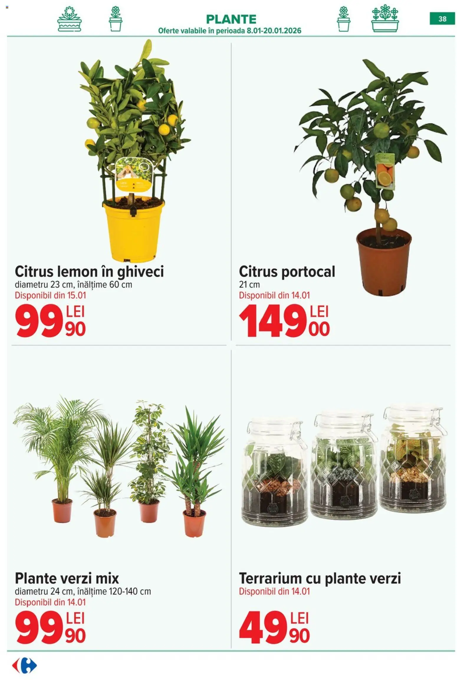 Catalog Carrefour 14 - 19 Ianuarie 2026 | Pagina 40 | Produse: Ghiveci