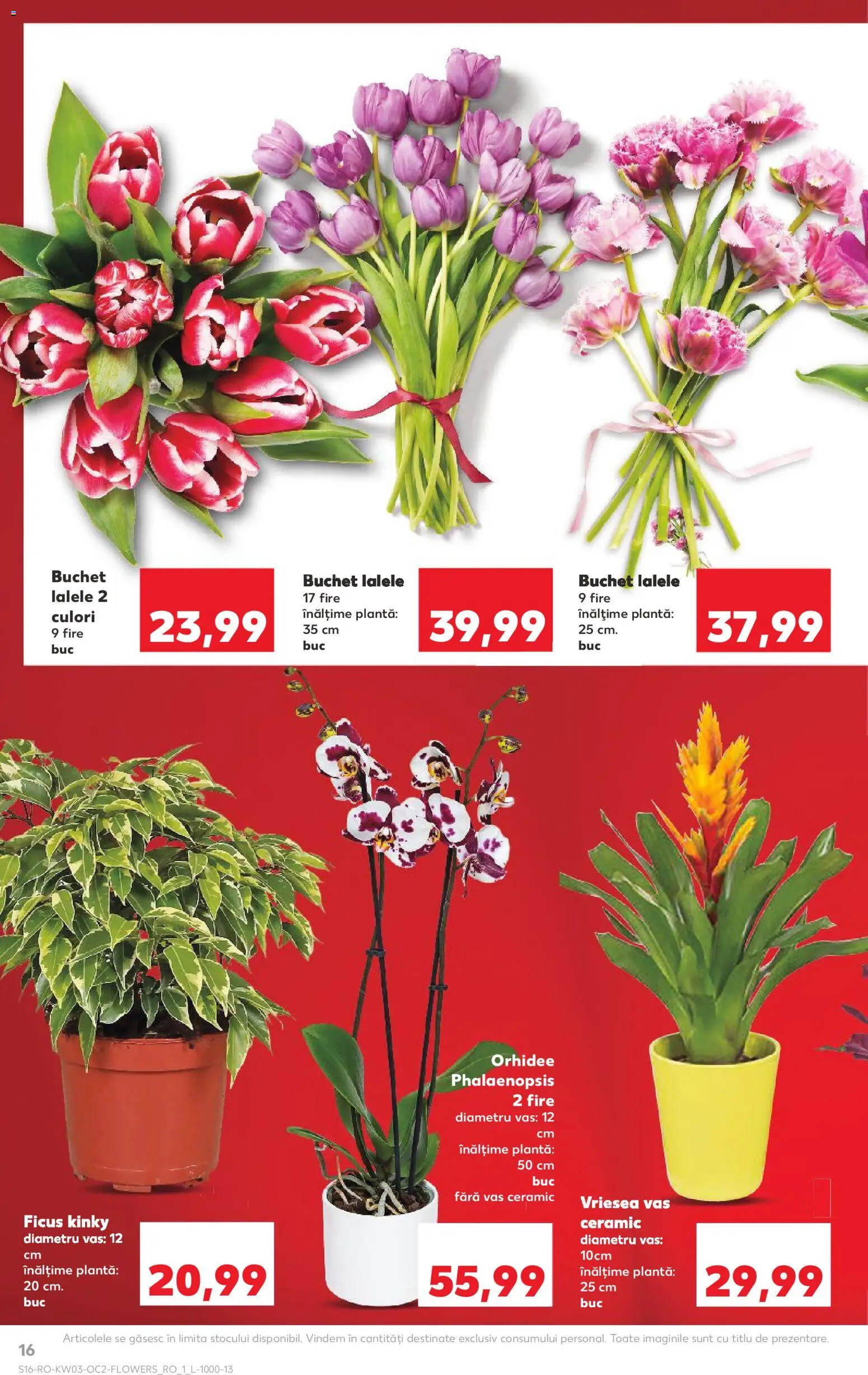 Catalog Kaufland 14 - 19 Ianuarie 2026 | Pagina 16 | Produse: Orhidee