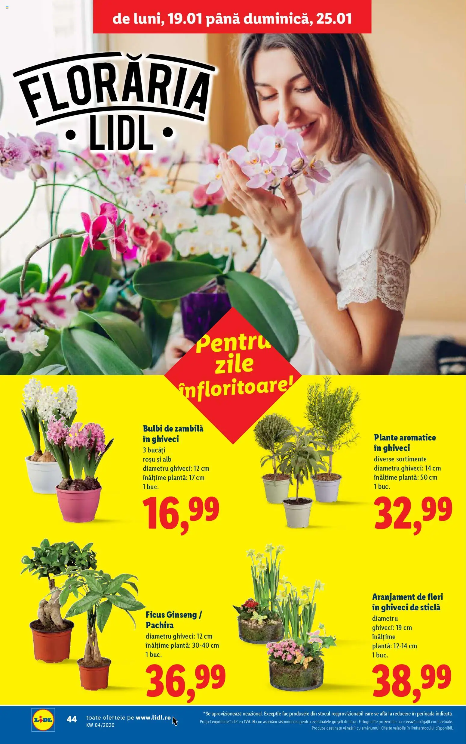 Catalog LIDL 19 - 24 Ianuarie 2026 | Pagina 44 | Produse: Ghiveci, Demirhindi