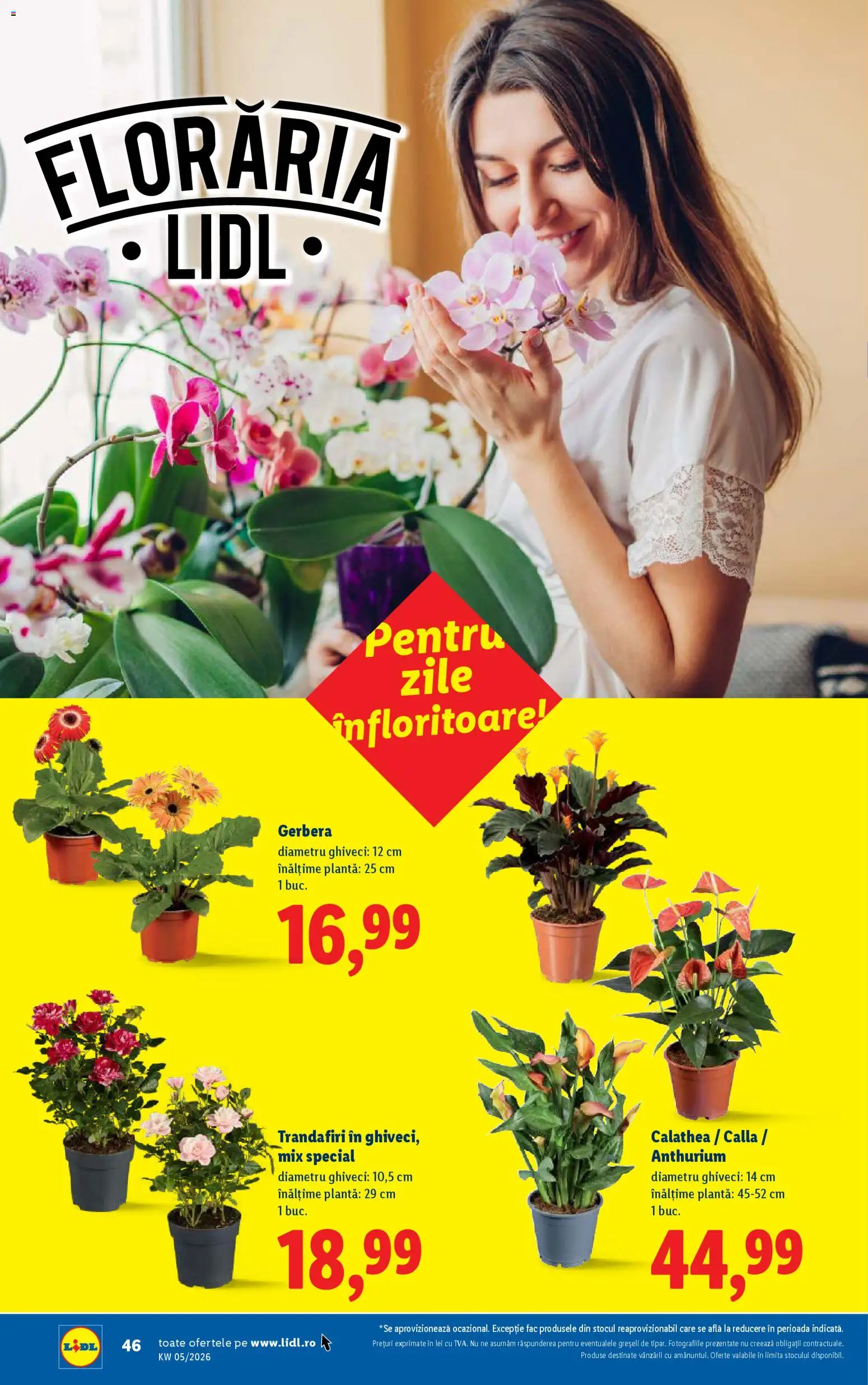 Catalog LIDL 26 - 31 Ianuarie 2026 | Pagina 46 | Produse: Ghiveci