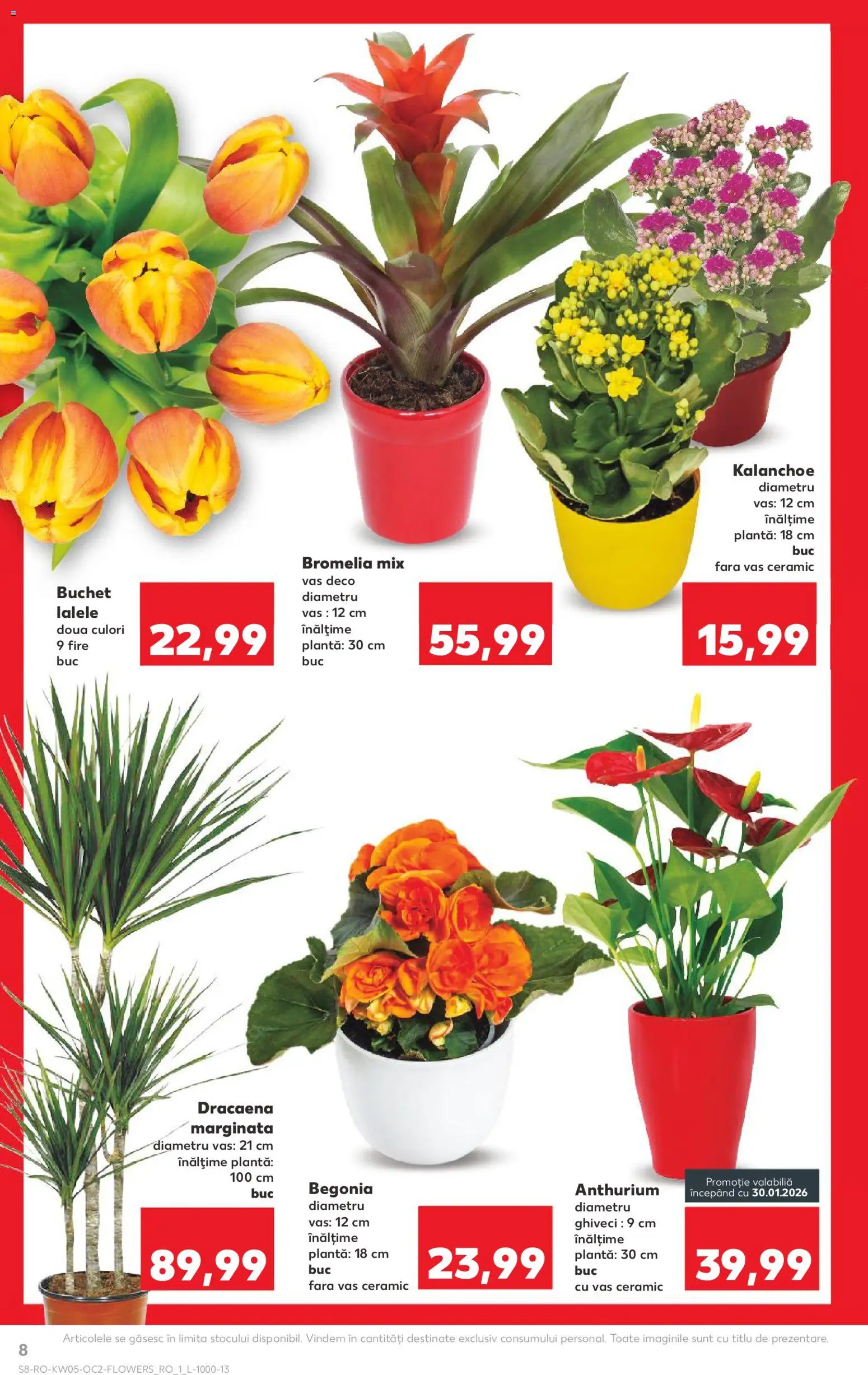 Catalog Kaufland 28 Ianuarie - 2 Februarie 2026 | Pagina 8 | Produse: Bromelia, Ghiveci