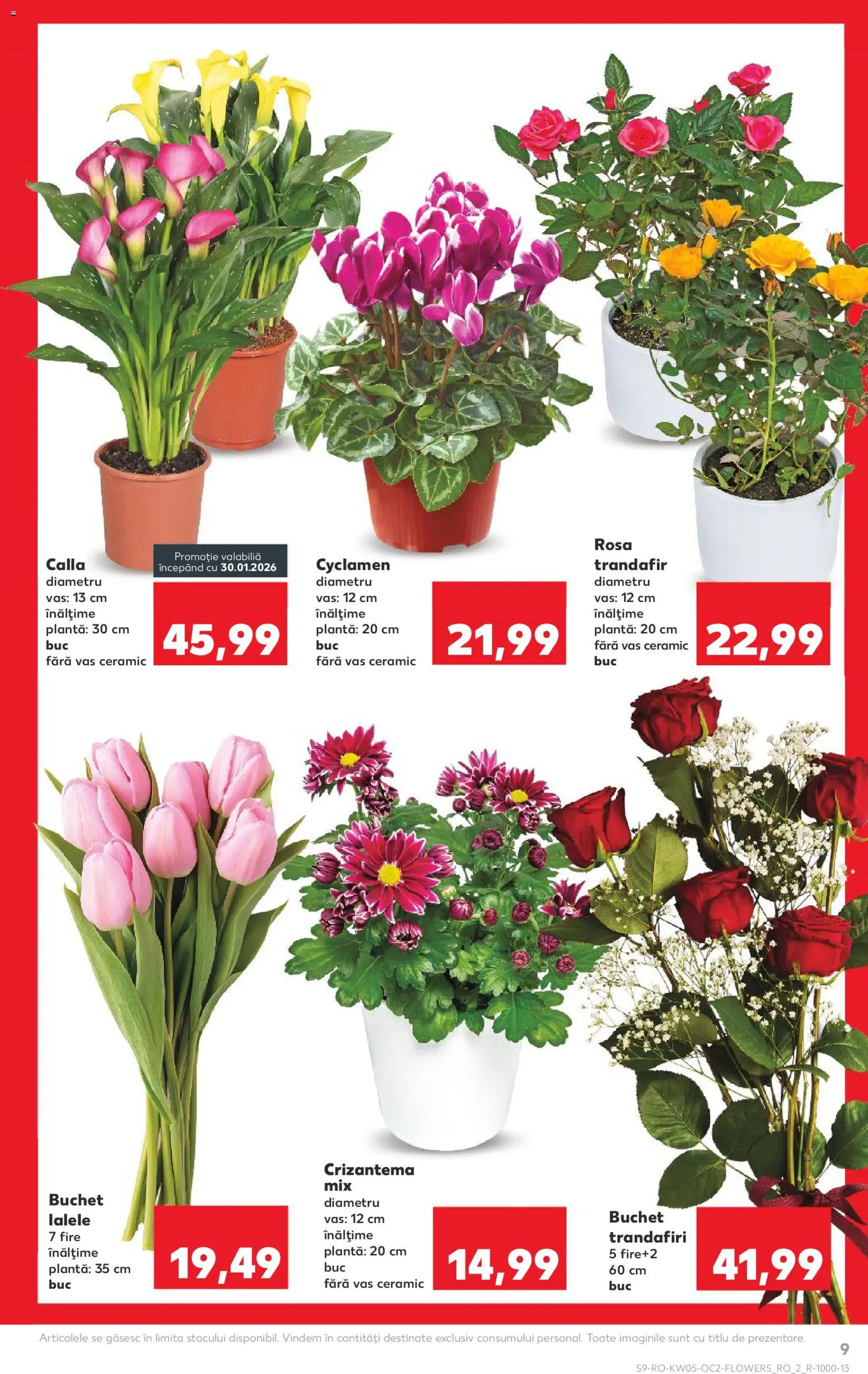 Catalog Kaufland 28 Ianuarie - 2 Februarie 2026 | Pagina 9 | Produse: Trandafir