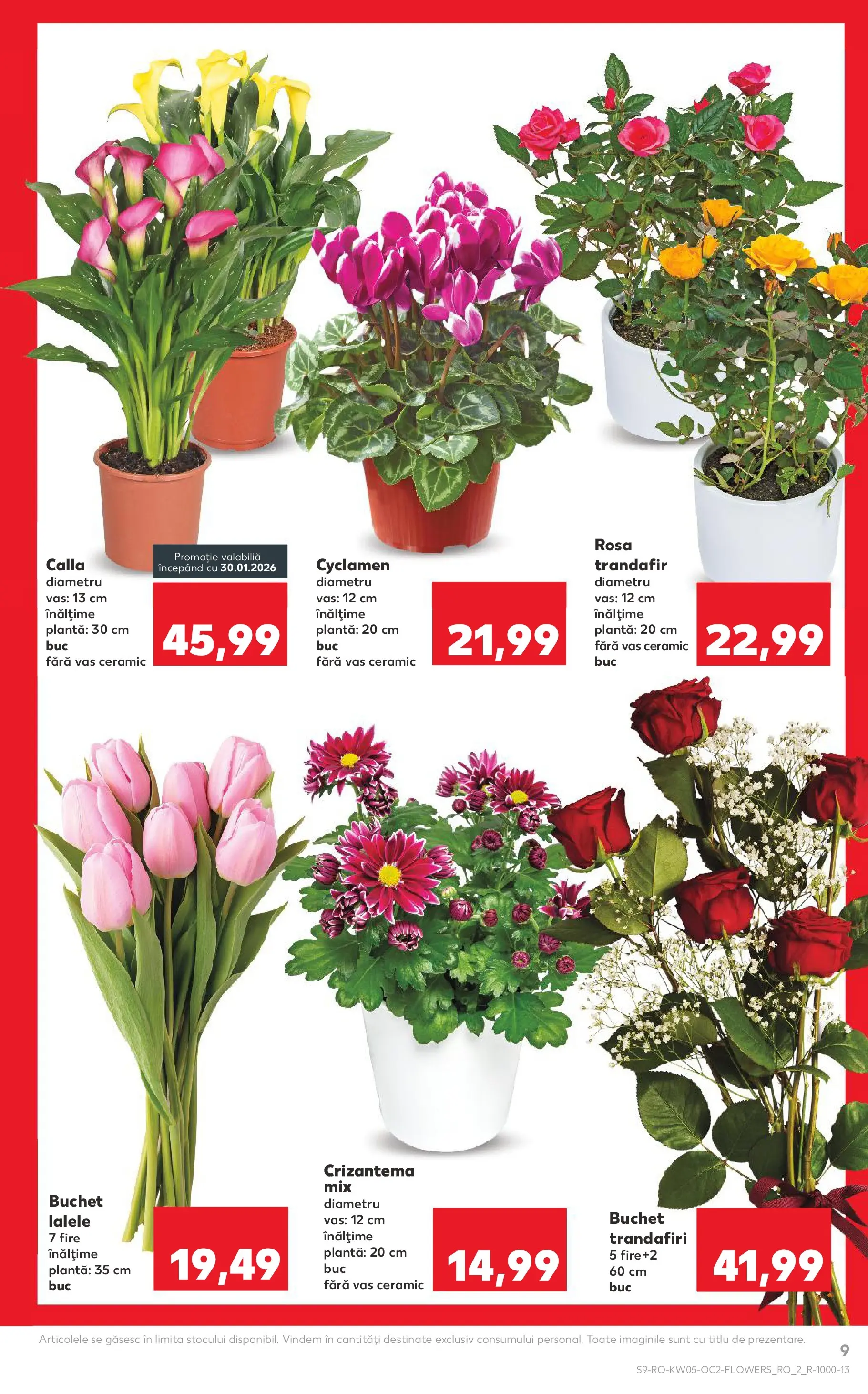 Catalog Kaufland 28 Ianuarie - 2 Februarie 2026 | Pagina 9 | Produse: Trandafir