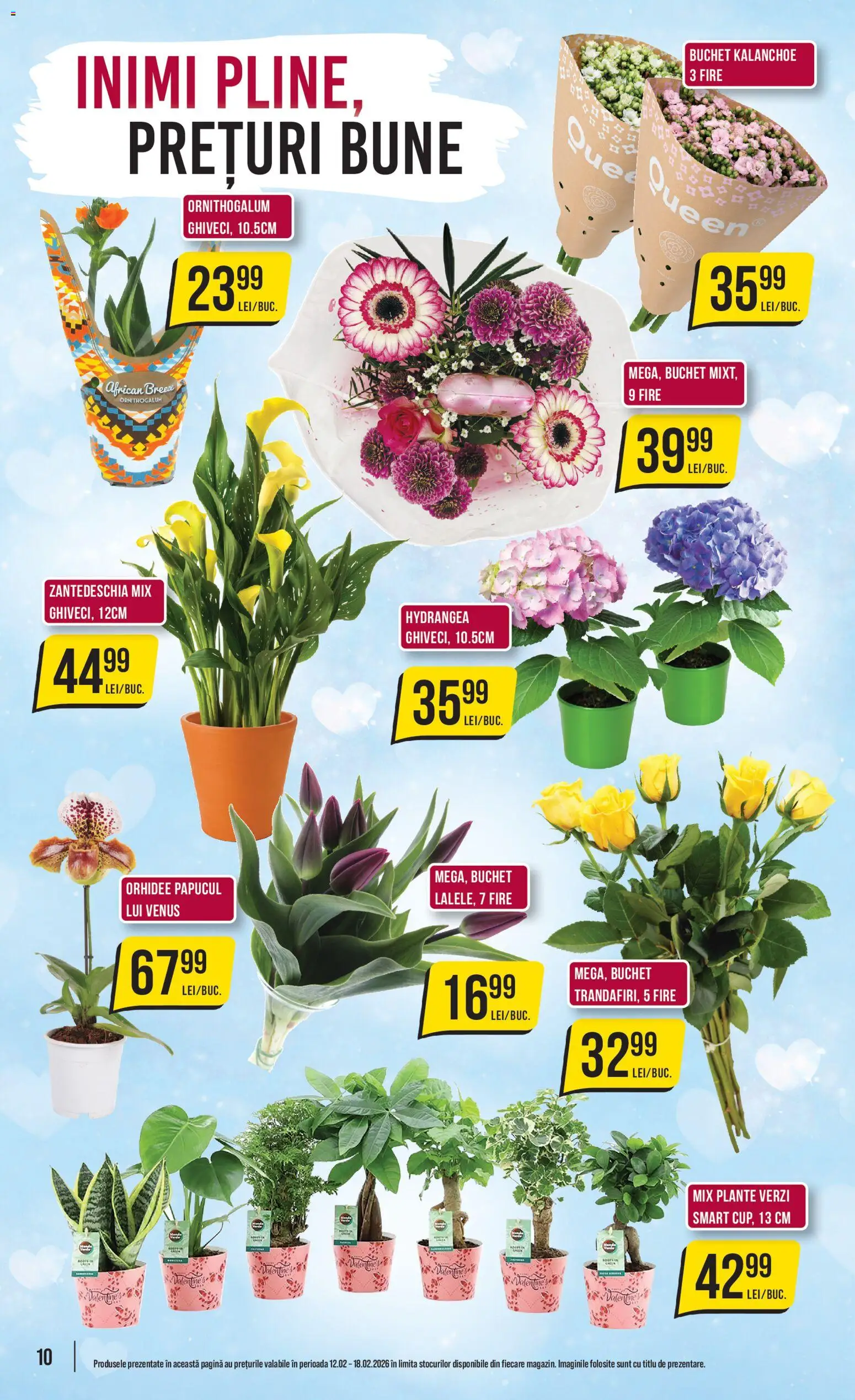 Catalog Mega Image 12 - 17 Februarie 2026 | Pagina 10 | Produse: Orhidee