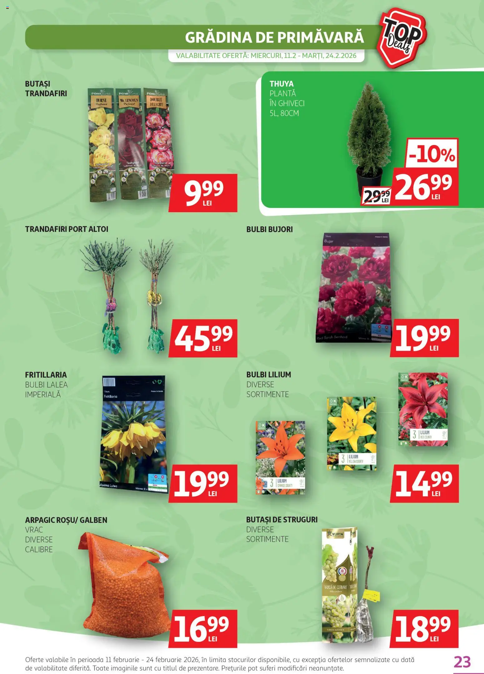 Catalog Auchan 11 - 23 Februarie 2026 | Pagina 23 | Produse: Struguri, Ghiveci