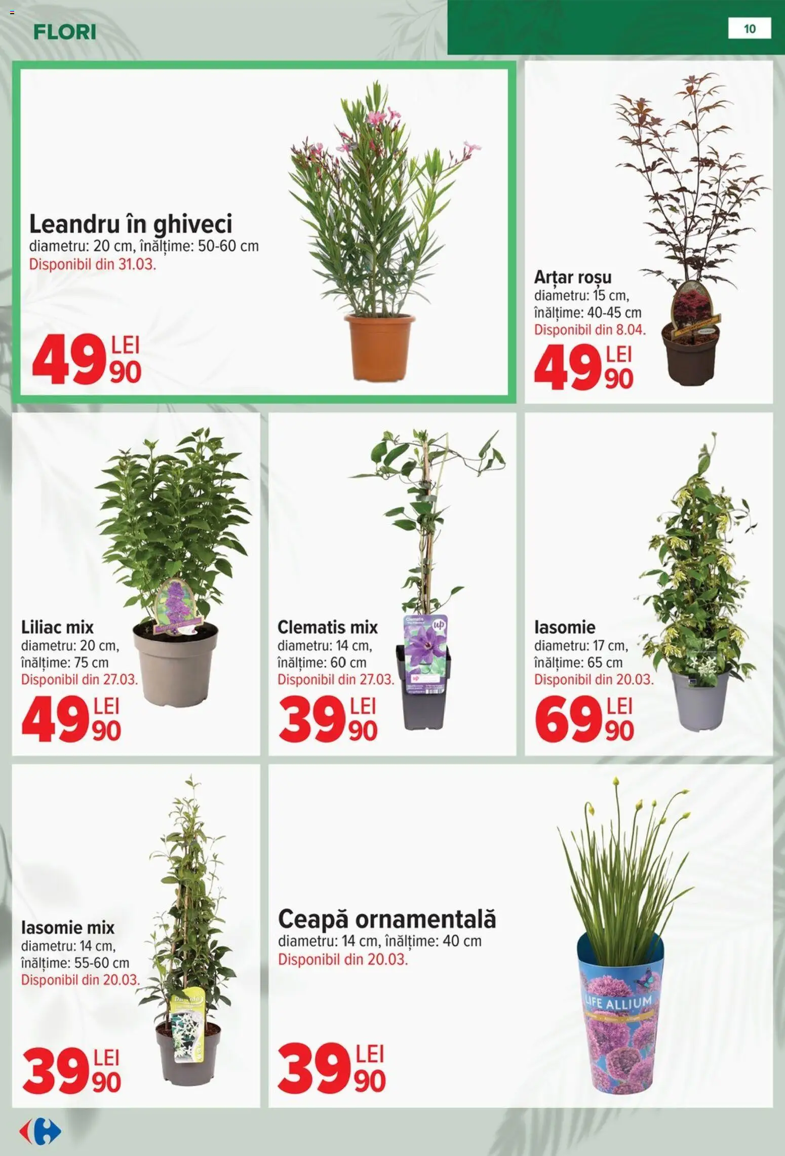 Catalog Carrefour 11 Februarie - 13 Aprilie 2026 | Pagina 10 | Produse: Ghiveci, Ceapă