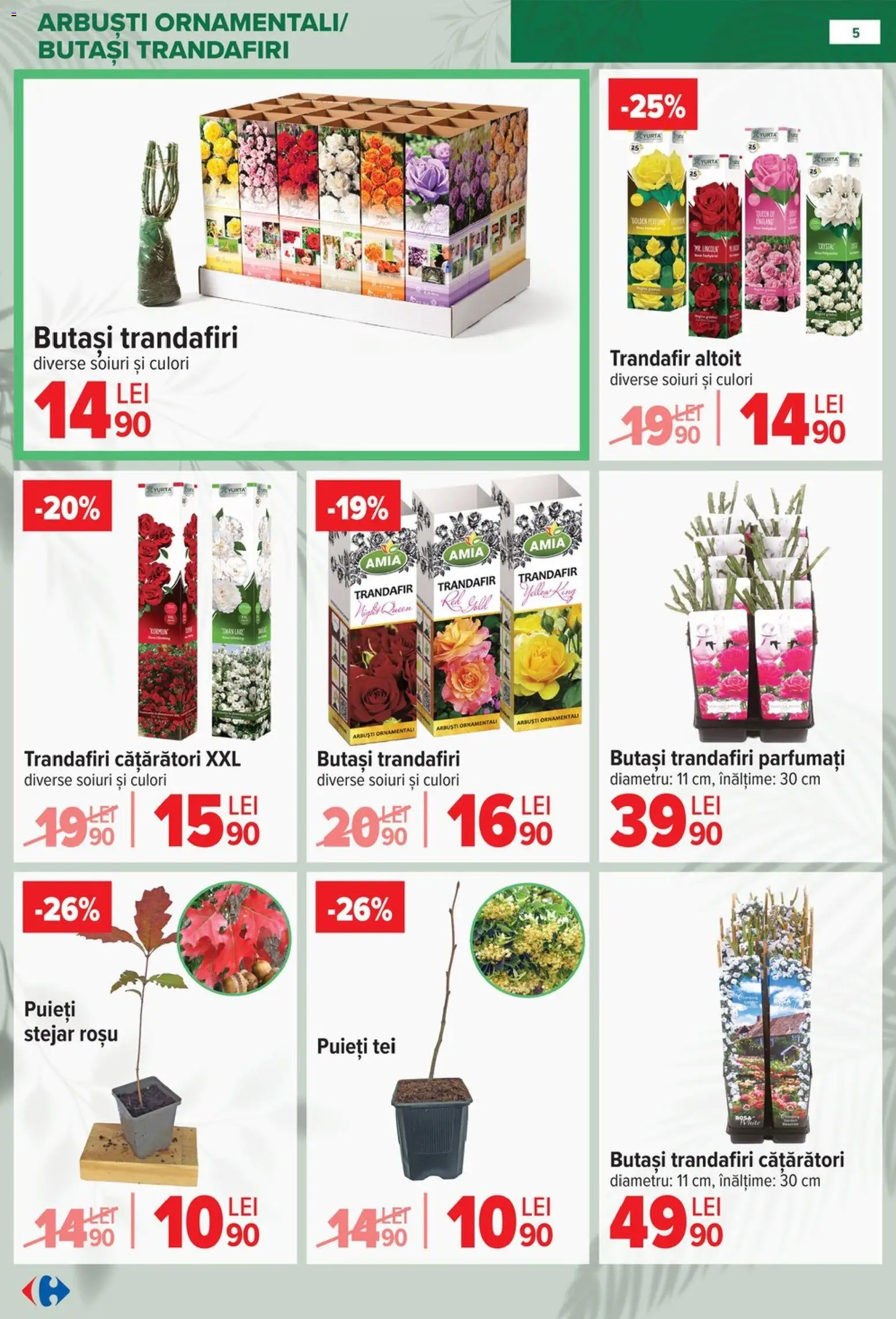 Catalog Carrefour 11 Februarie - 13 Aprilie 2026 | Pagina 5 | Produse: Trandafir