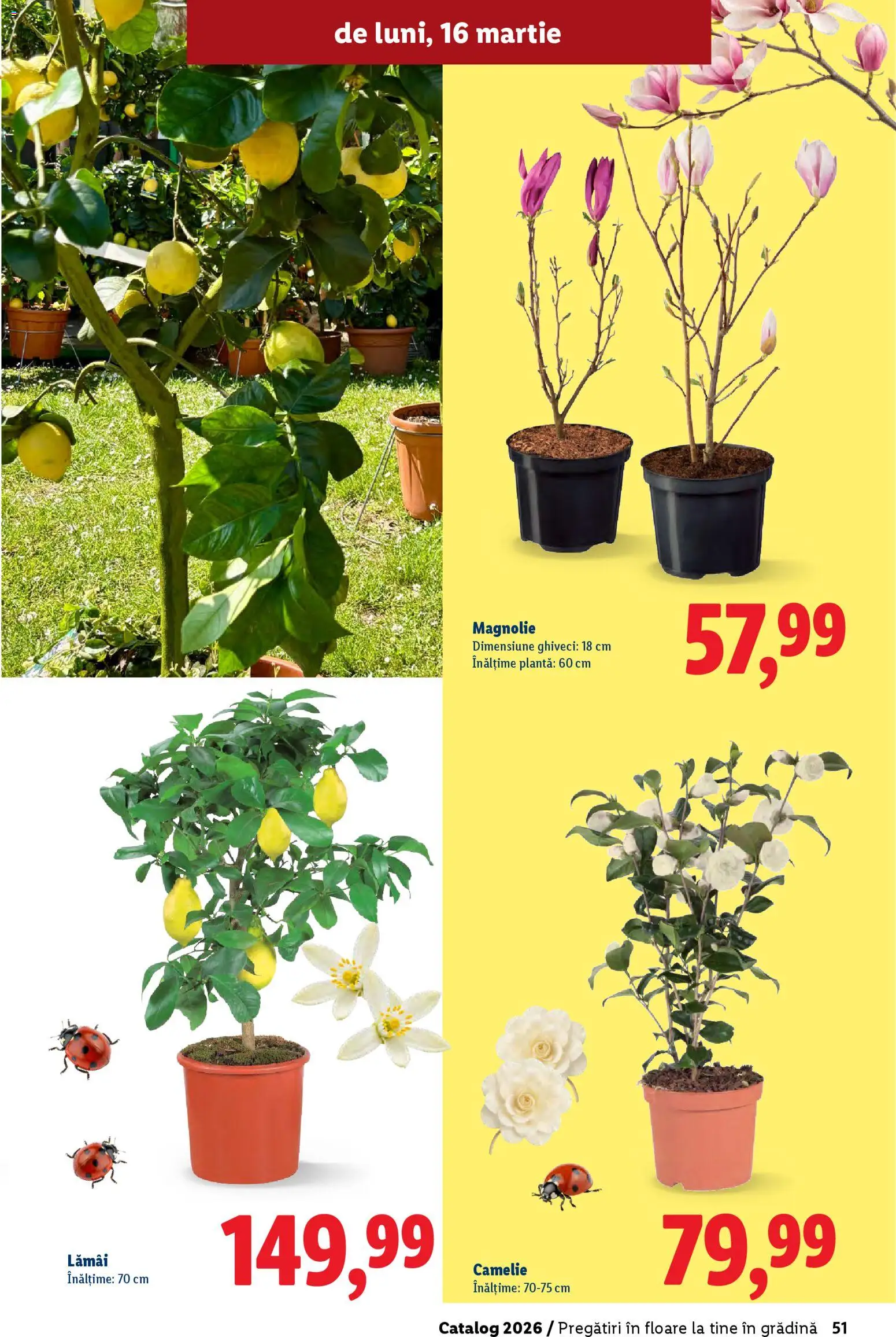 Catalog LIDL 19 Februarie - 4 Aprilie 2026 | Pagina 51 | Produse: Ghiveci
