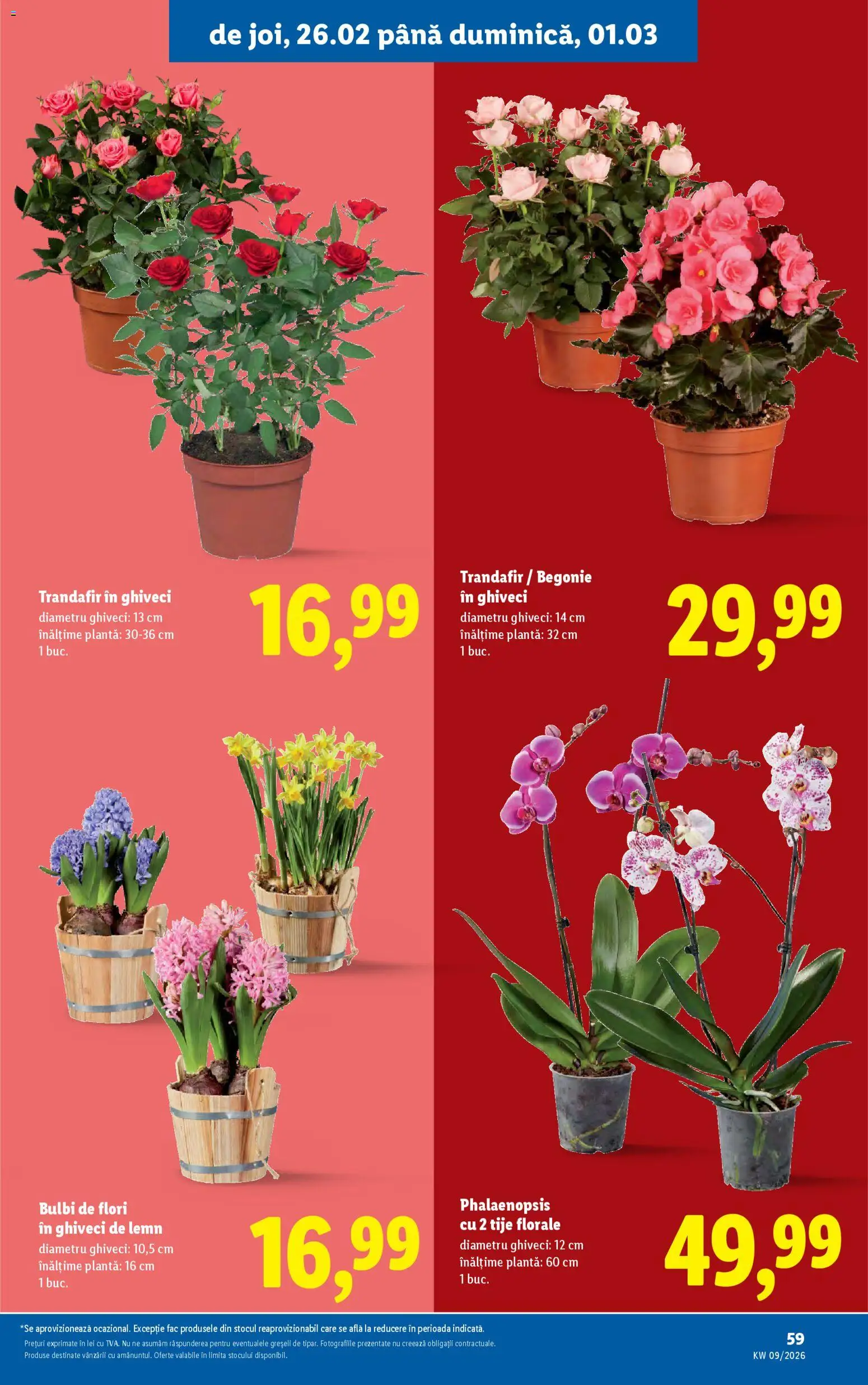 Catalog LIDL 23 - 28 Februarie 2026 | Pagina 59 | Produse: Trandafir, Ghiveci