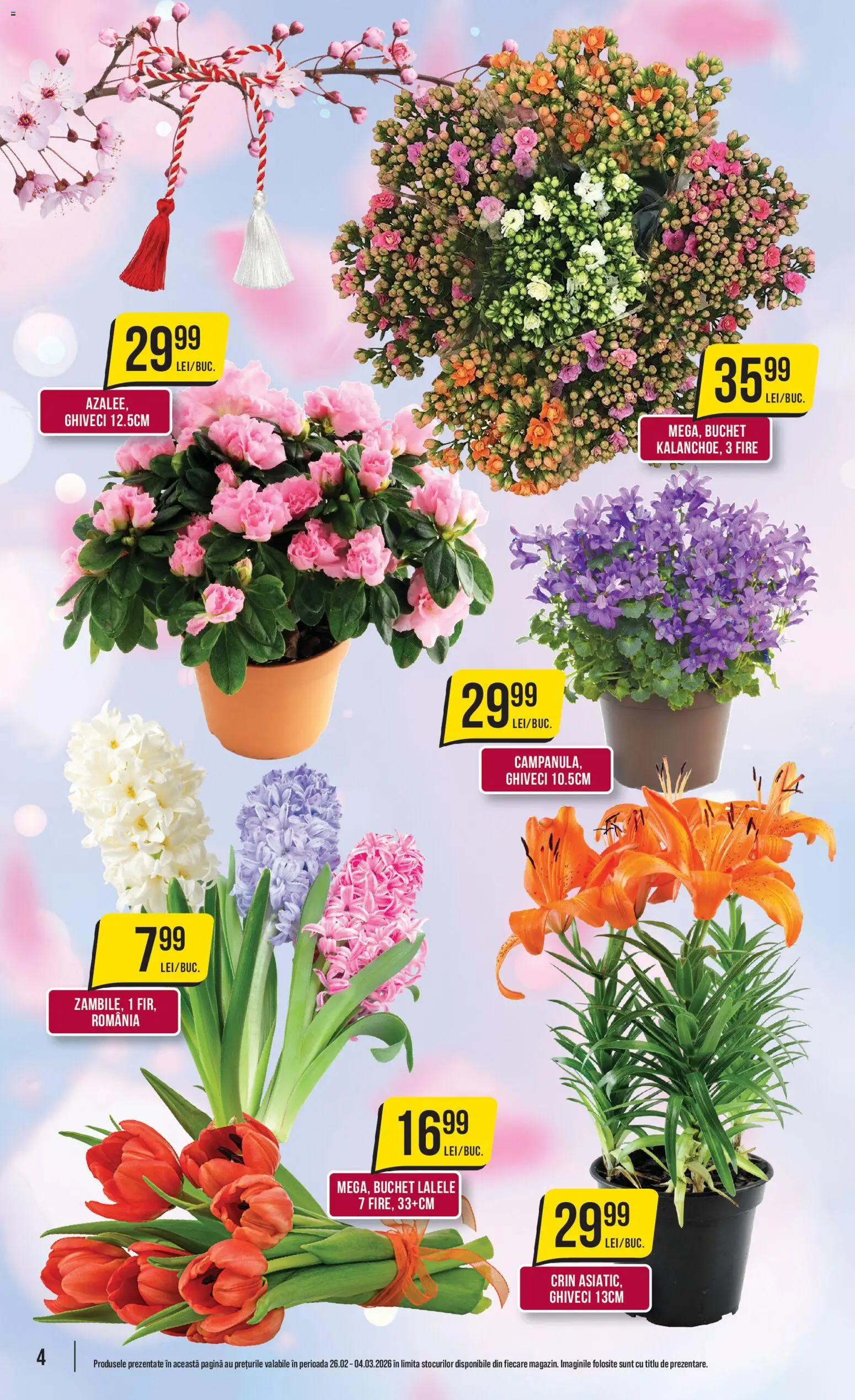 Catalog Mega Image 26 Februarie - 3 Martie 2026 | Pagina 4 | Produse: Ghiveci