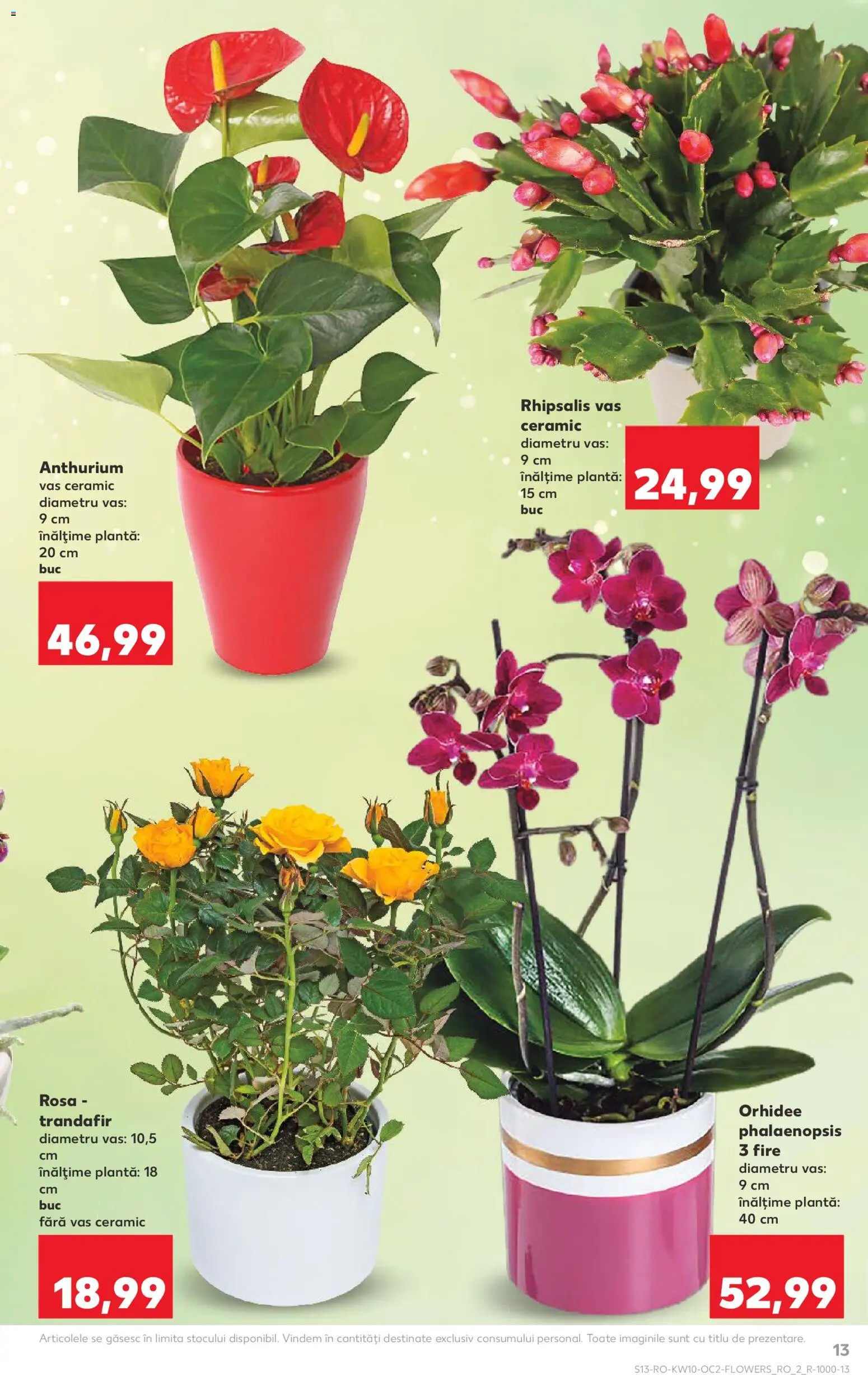 Catalog Kaufland 4 - 9 Martie 2026 | Pagina 13 | Produse: Trandafir, Orhidee