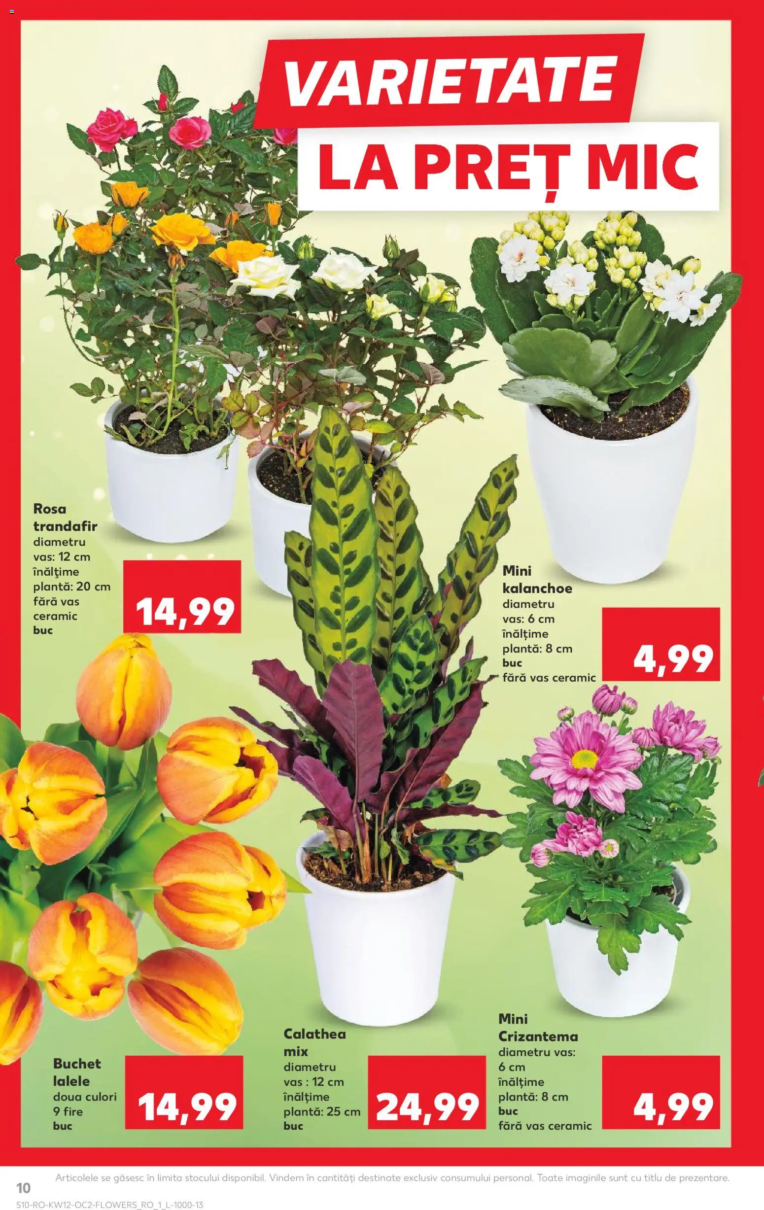 Catalog Kaufland 18 - 23 Martie 2026 | Pagina 10 | Produse: Trandafir