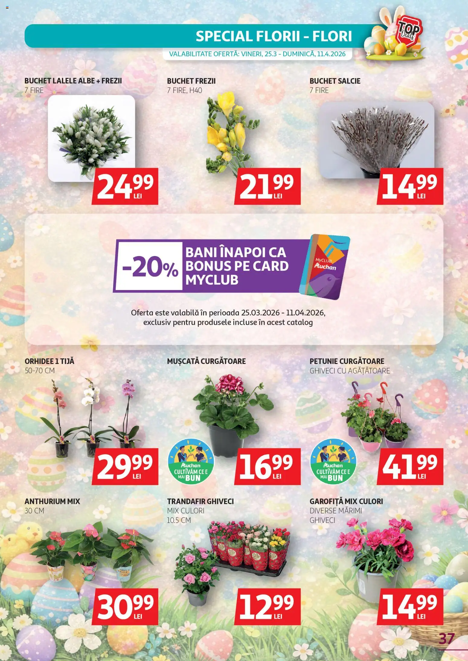 Catalog Auchan 25 Martie - 10 Aprilie 2026 | Pagina 37 | Produse: Trandafir, Orhidee, Ghiveci