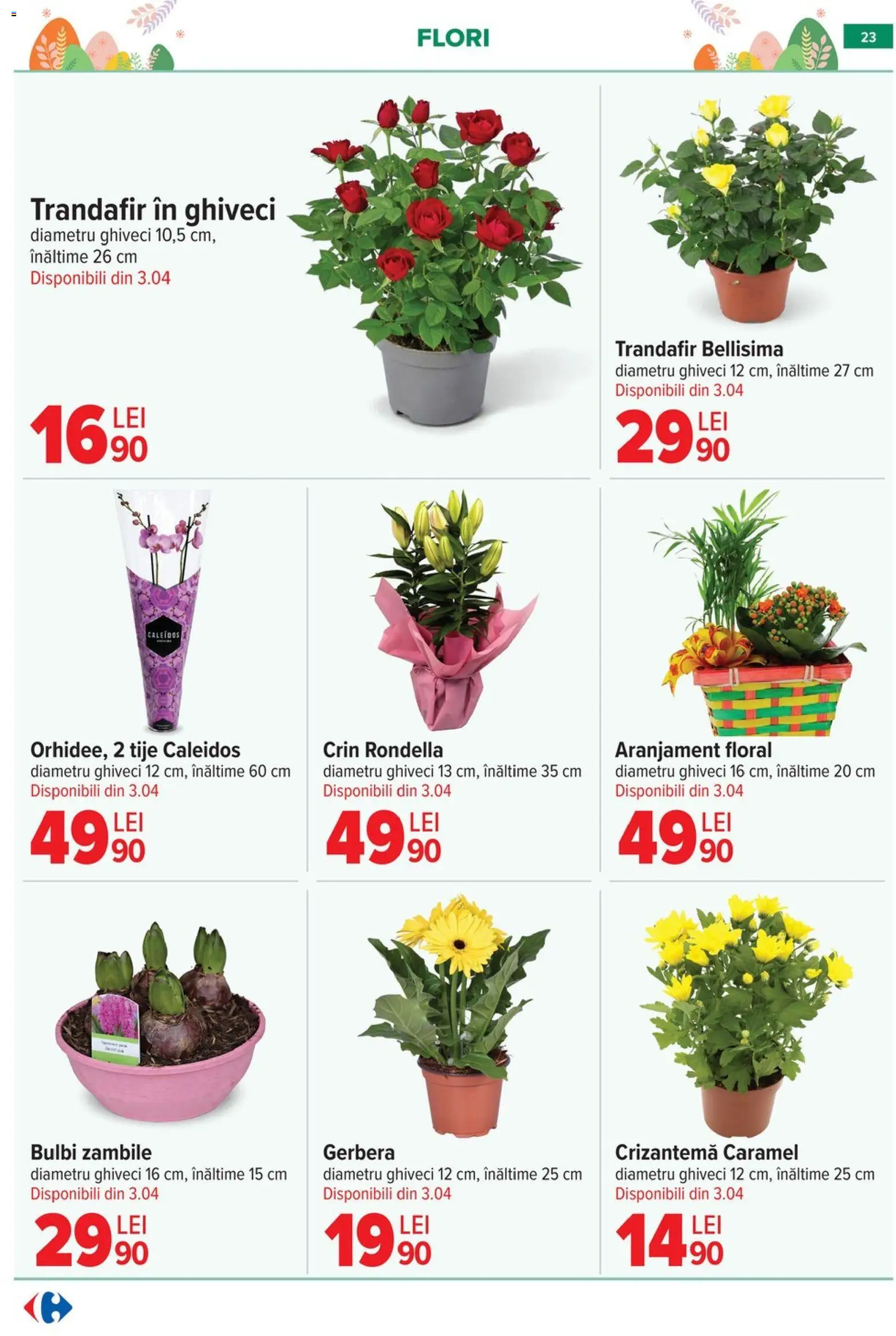 Catalog Carrefour 25 Martie - 13 Aprilie 2026 | Pagina 25 | Produse: Trandafir, Ghiveci