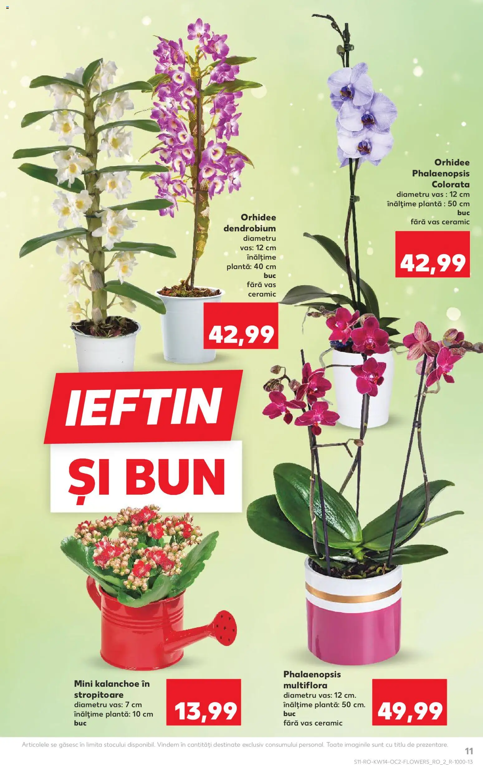 Catalog Kaufland 1 - 6 Aprilie 2026 | Pagina 11 | Produse: Orhidee