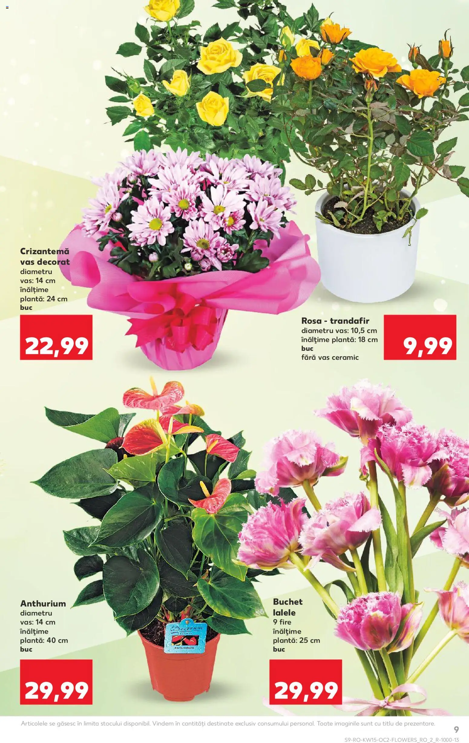 Catalog Kaufland 8 - 13 Aprilie 2026 | Pagina 9 | Produse: Trandafir