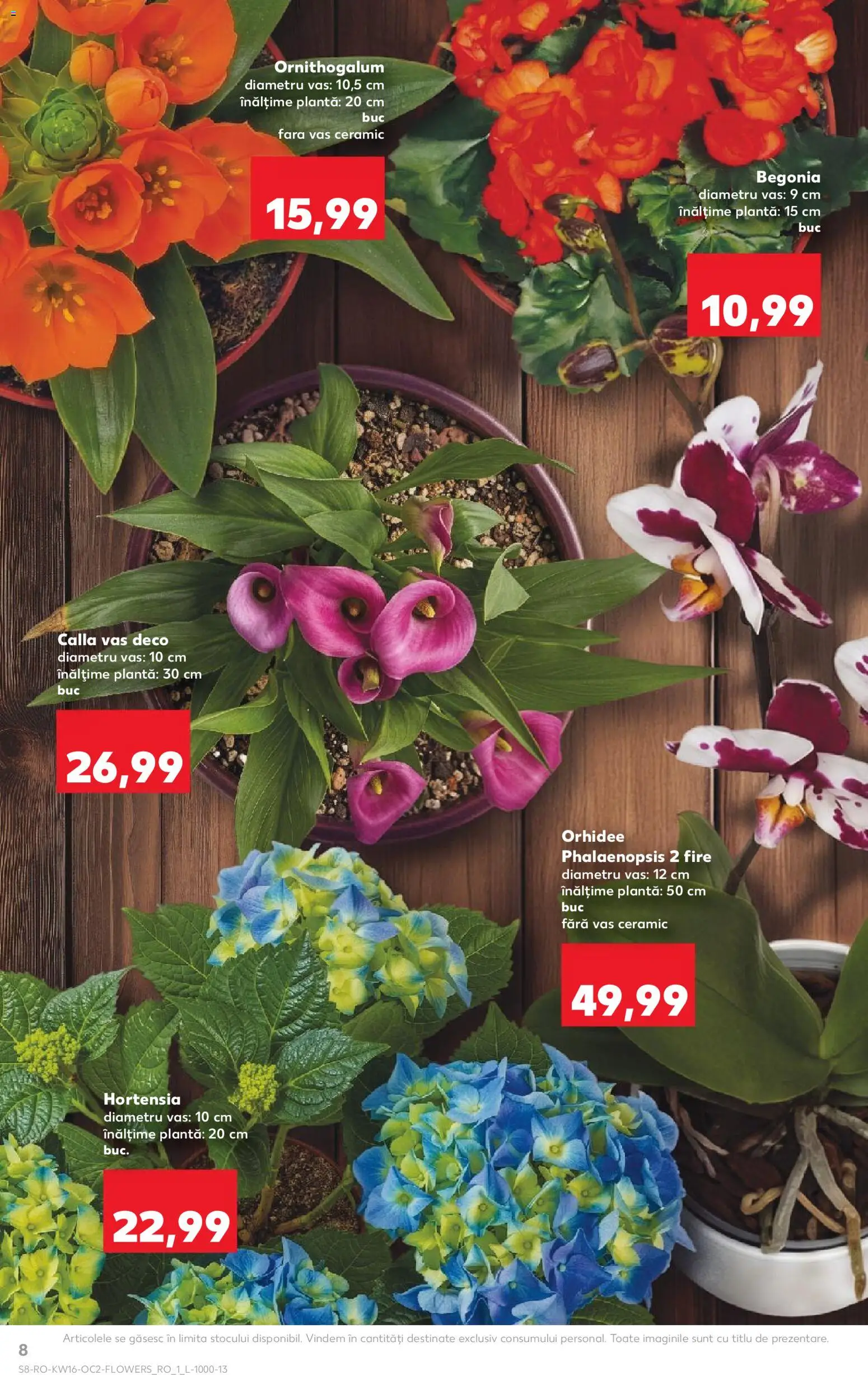 Catalog Kaufland 15 - 20 Aprilie 2026 | Pagina 8 | Produse: Orhidee