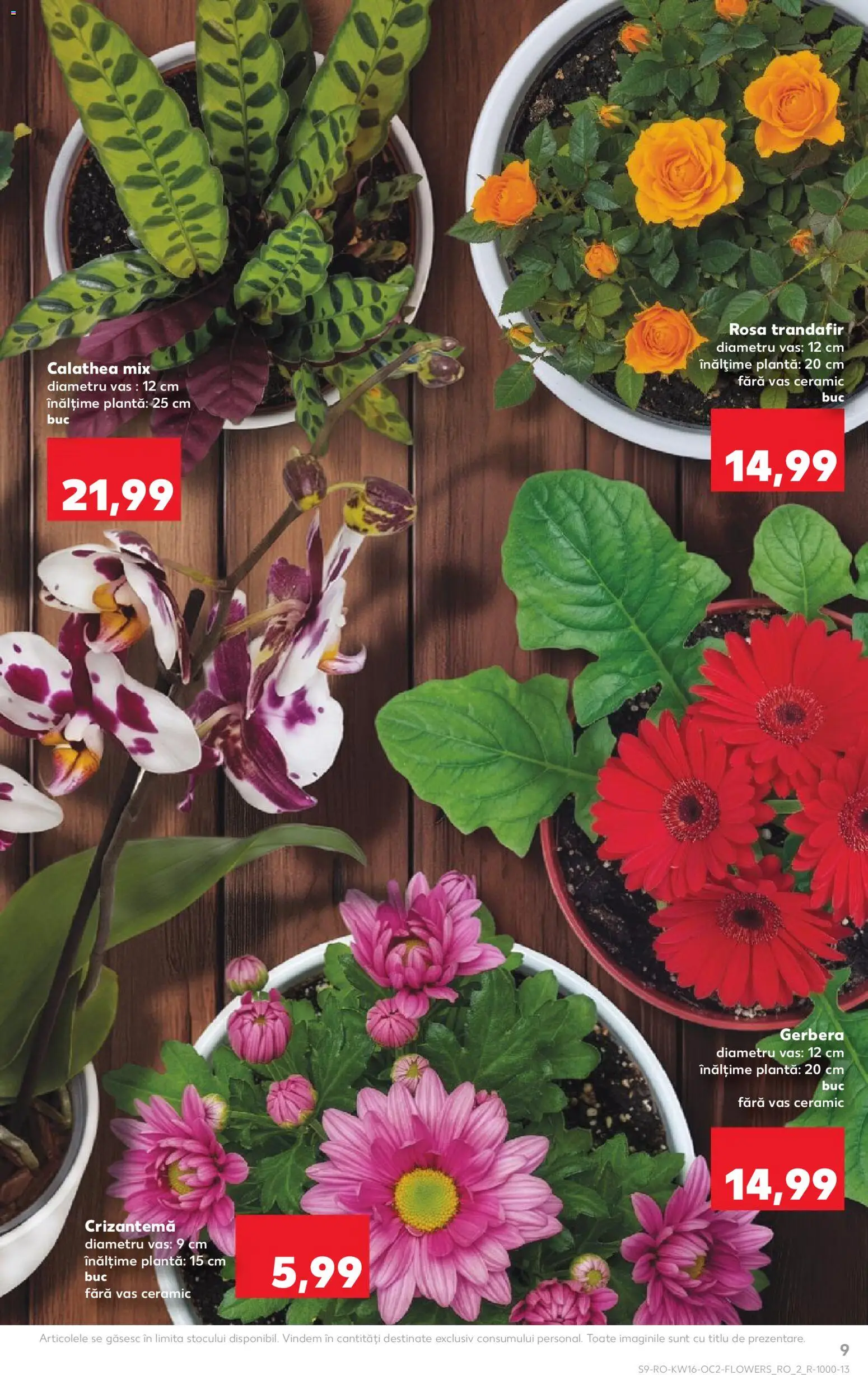 Catalog Kaufland 15 - 20 Aprilie 2026 | Pagina 9 | Produse: Trandafir